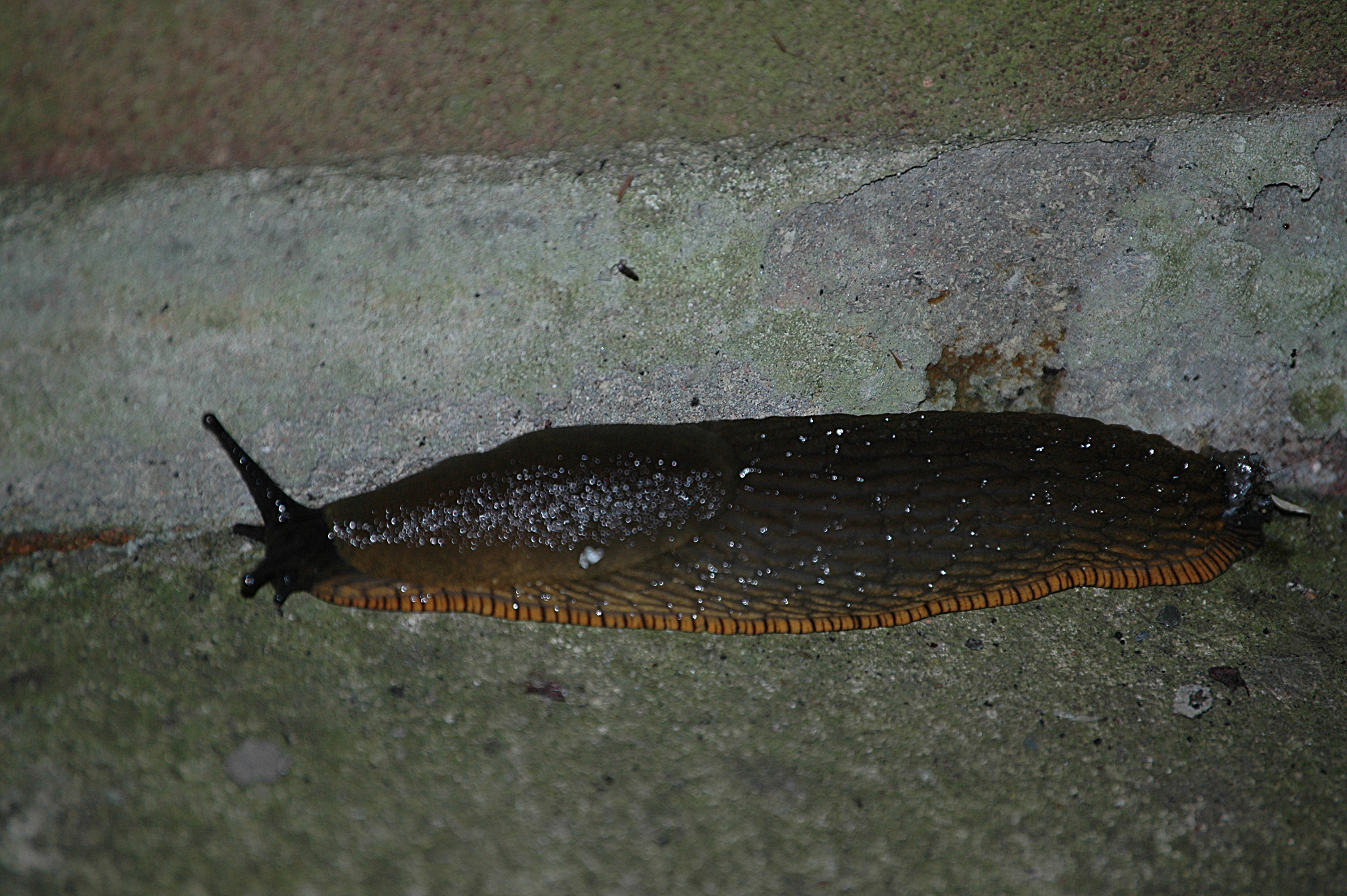 photos/wildlife/Crustacean_Species/Arion_Ater/DSC_8166.JPG