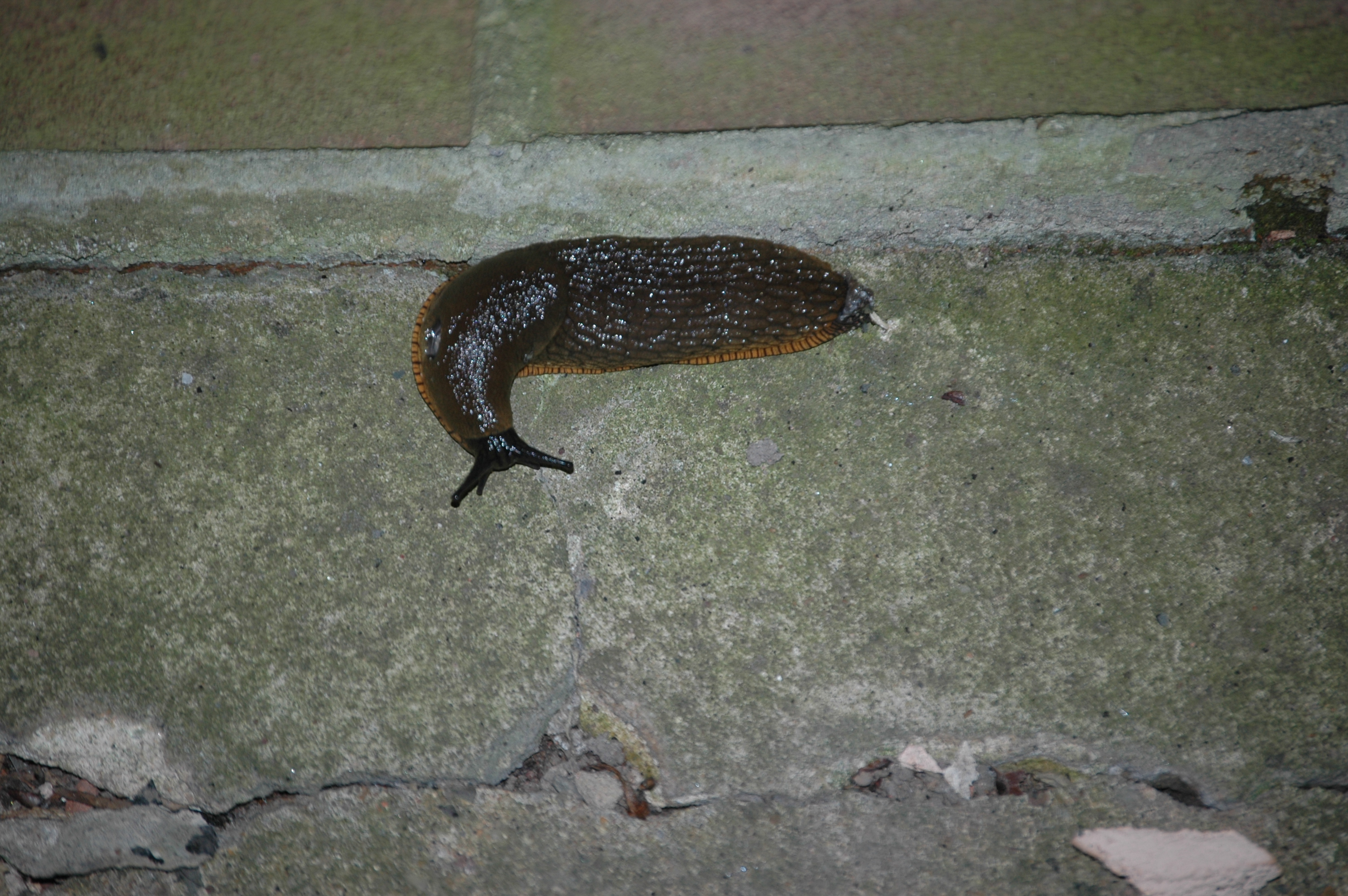 photos/wildlife/Crustacean_Species/Arion_Ater/DSC_8168.JPG