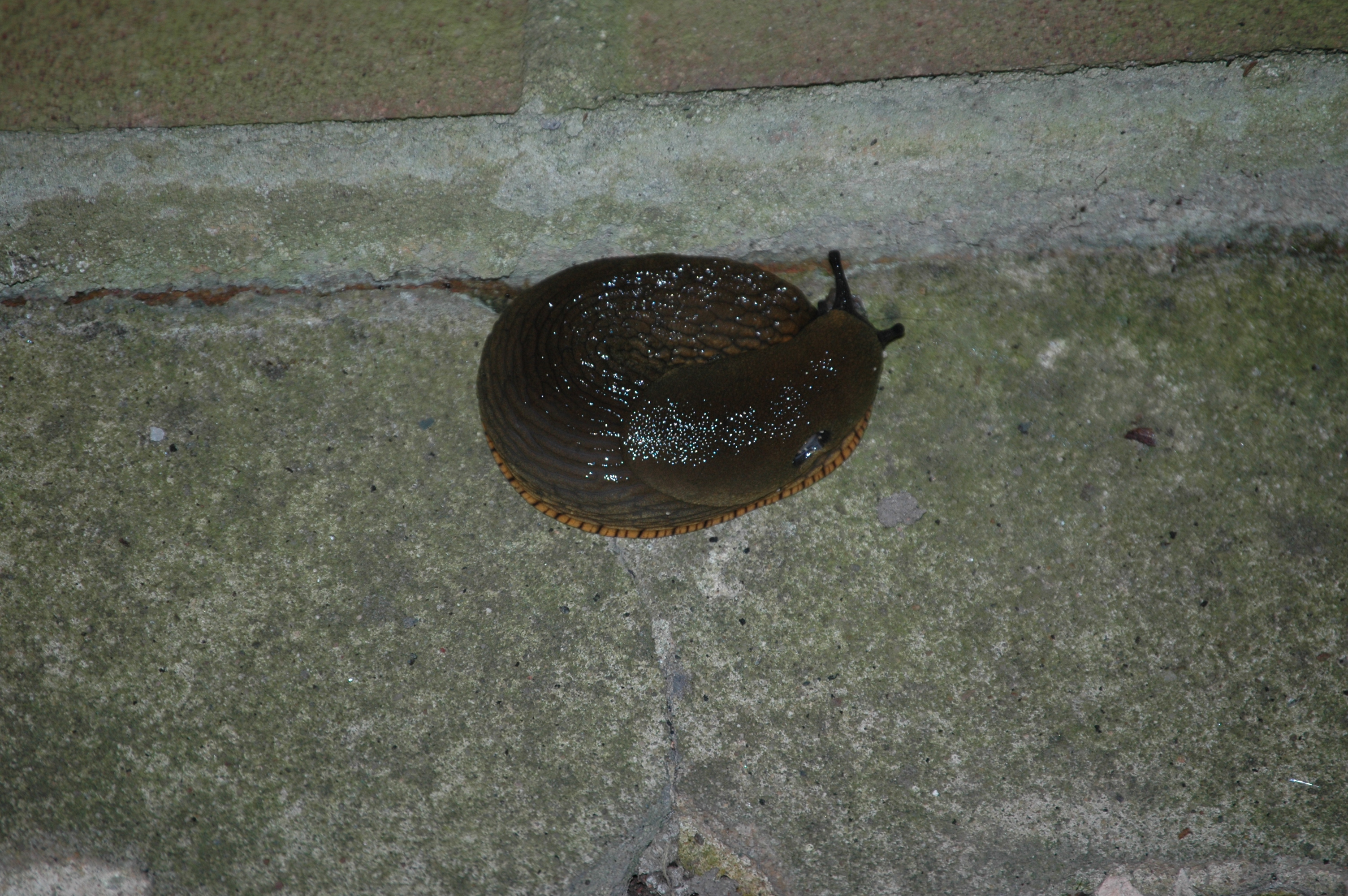 photos/wildlife/Crustacean_Species/Arion_Ater/DSC_8171.JPG