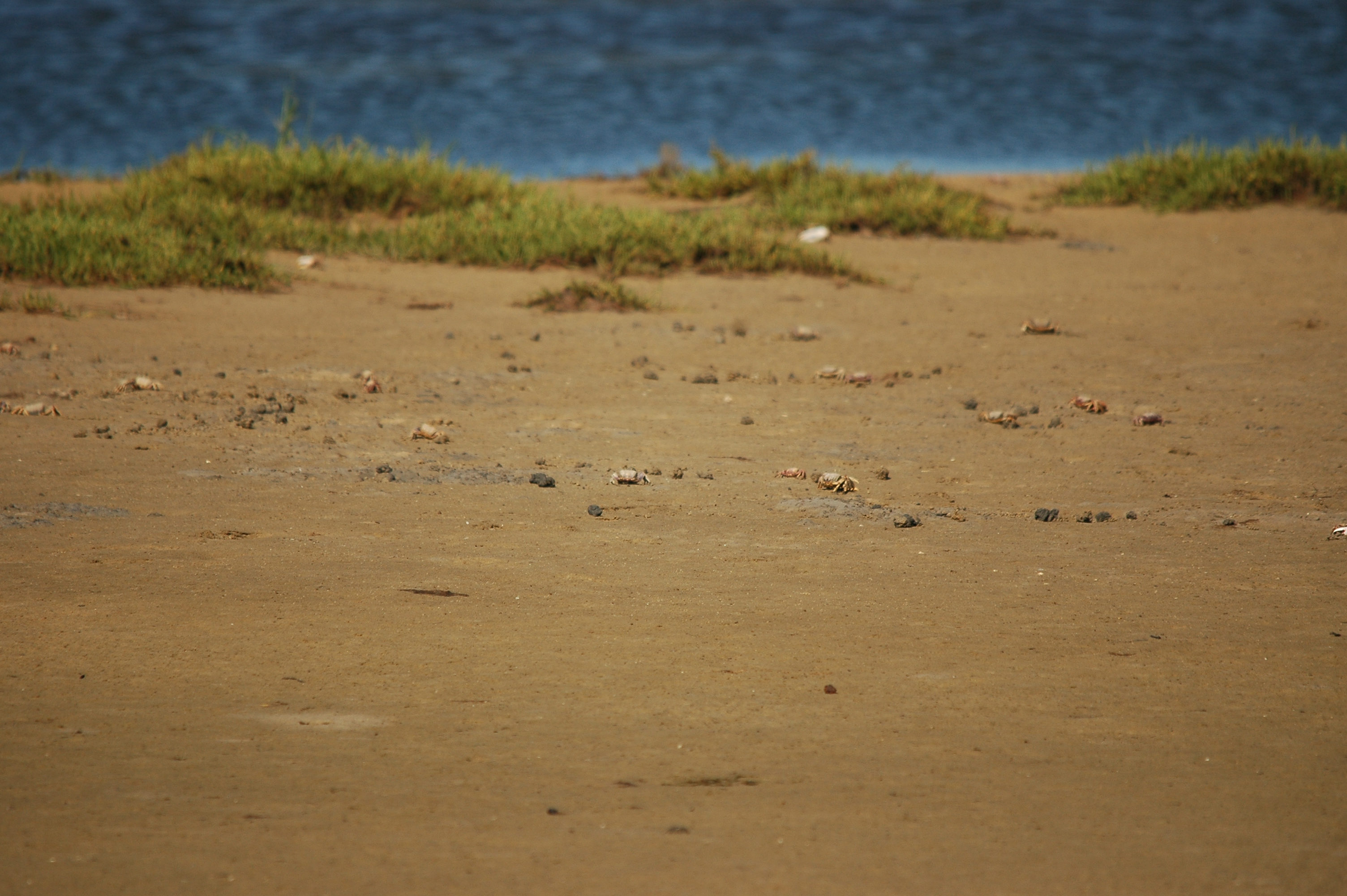 photos/wildlife/Crustacean_Species/Fiddler_Crab/20090923-Spain-01.jpg
