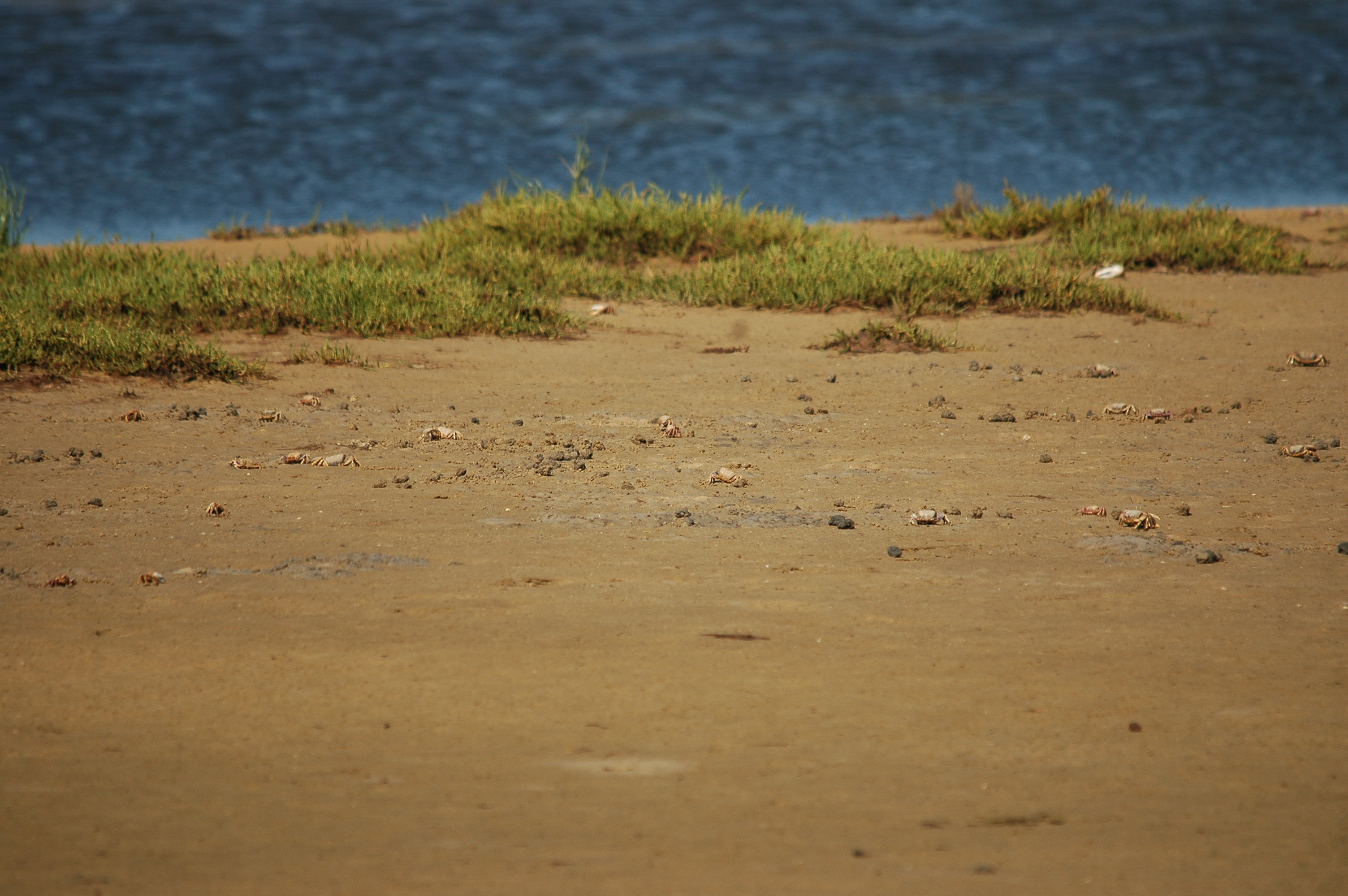 photos/wildlife/Crustacean_Species/Fiddler_Crab/20090923-Spain-02.jpg