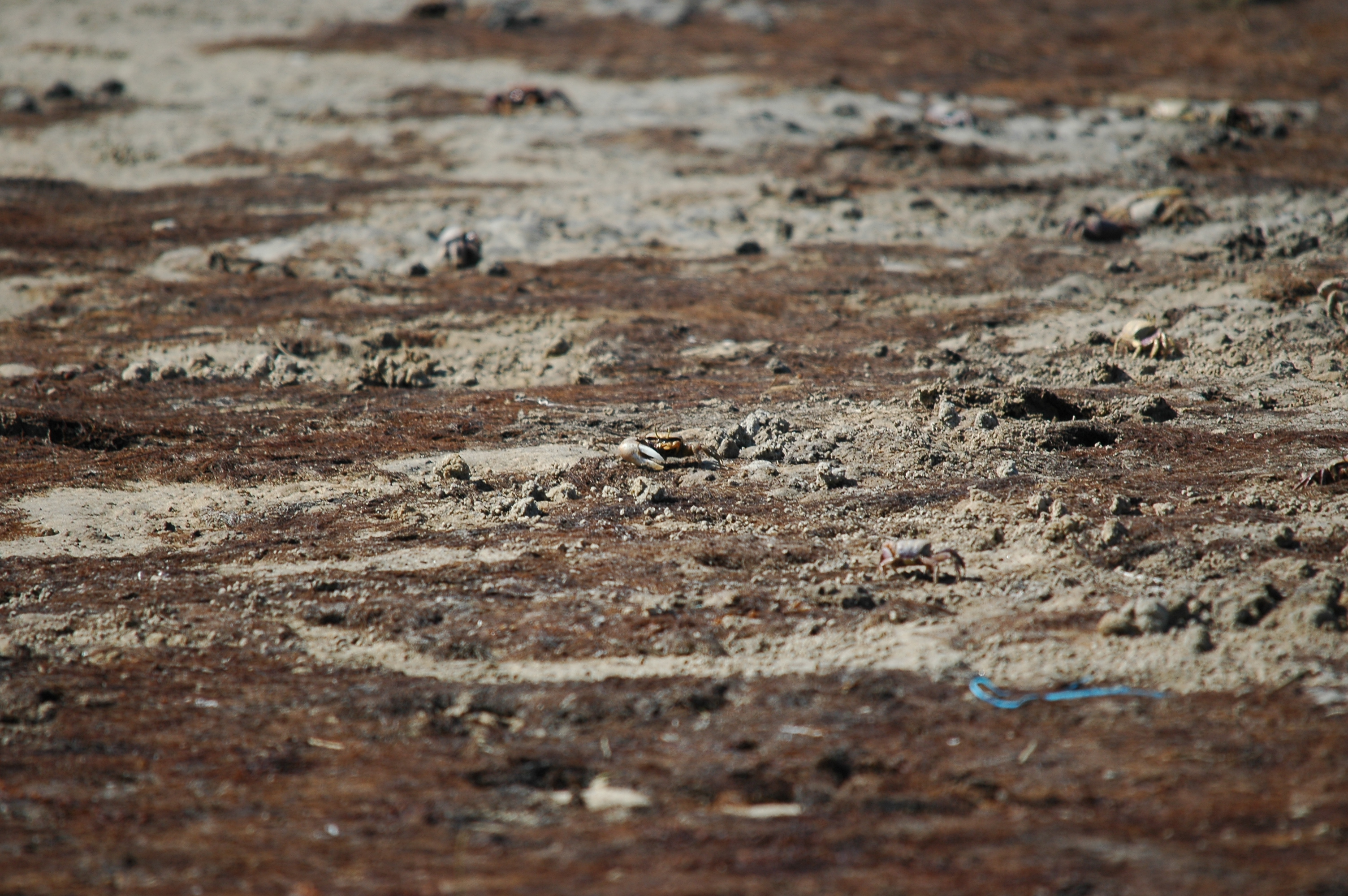 photos/wildlife/Crustacean_Species/Fiddler_Crab/20090923-Spain-03.jpg
