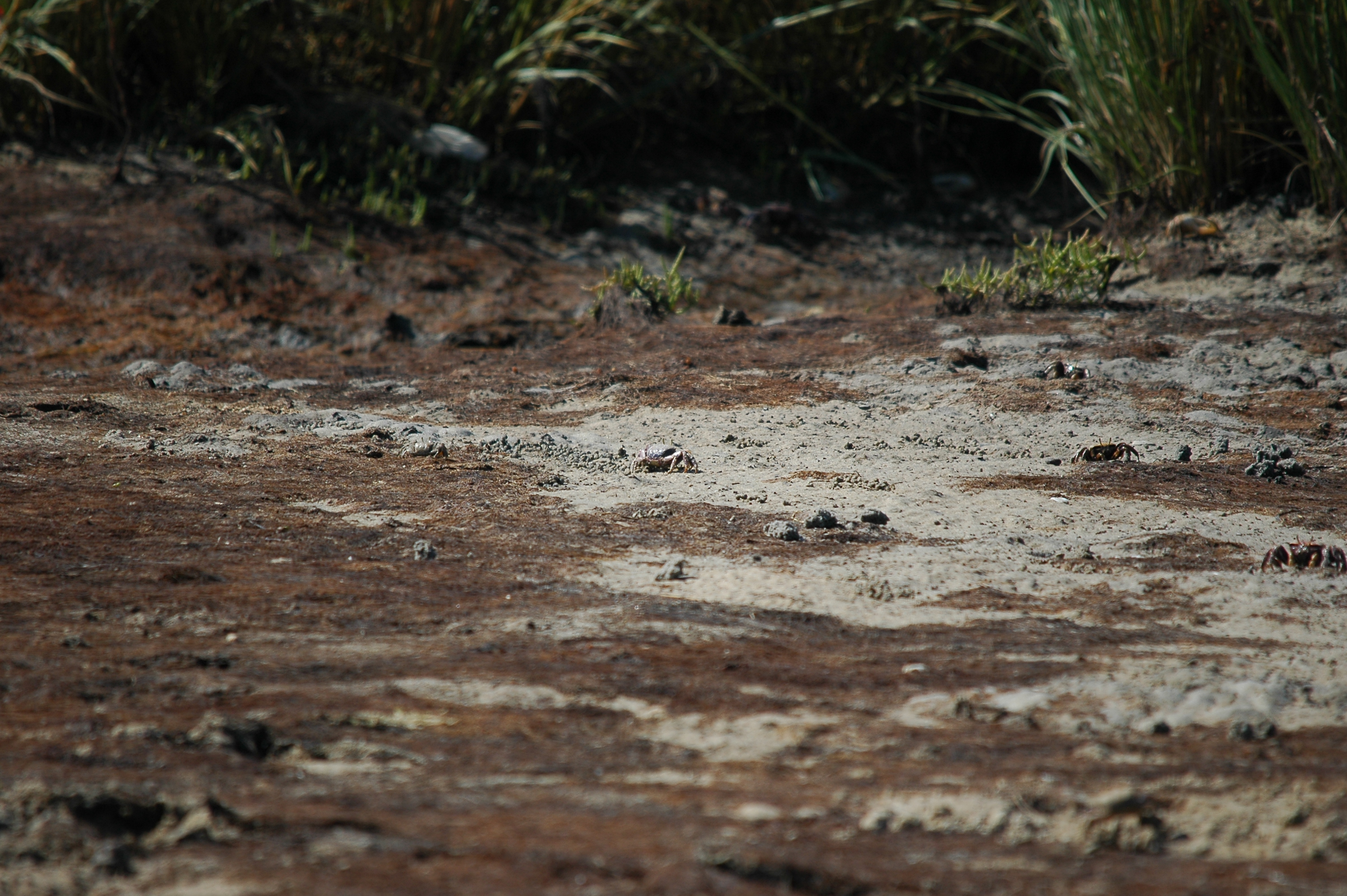 photos/wildlife/Crustacean_Species/Fiddler_Crab/20090923-Spain-05.jpg