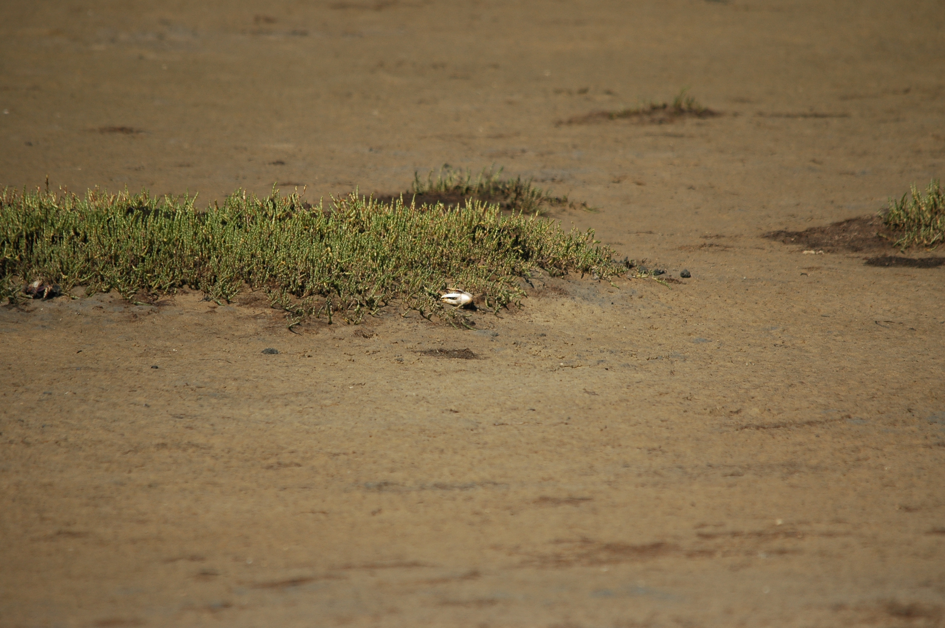 photos/wildlife/Crustacean_Species/Fiddler_Crab/20090923-Spain-06.jpg