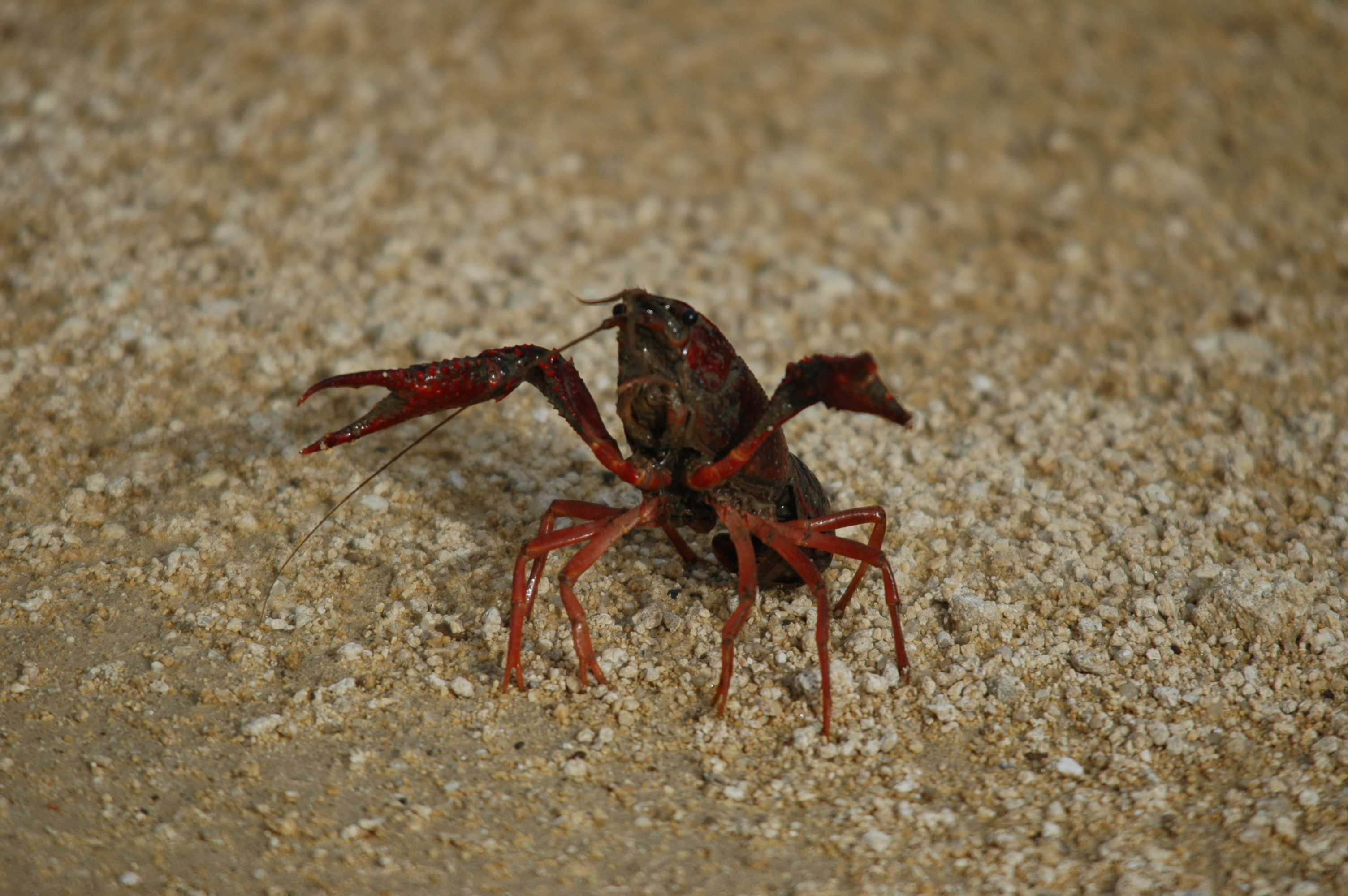 photos/wildlife/Crustacean_Species/Signal_Crayfish/20090926-Spain-02.jpg