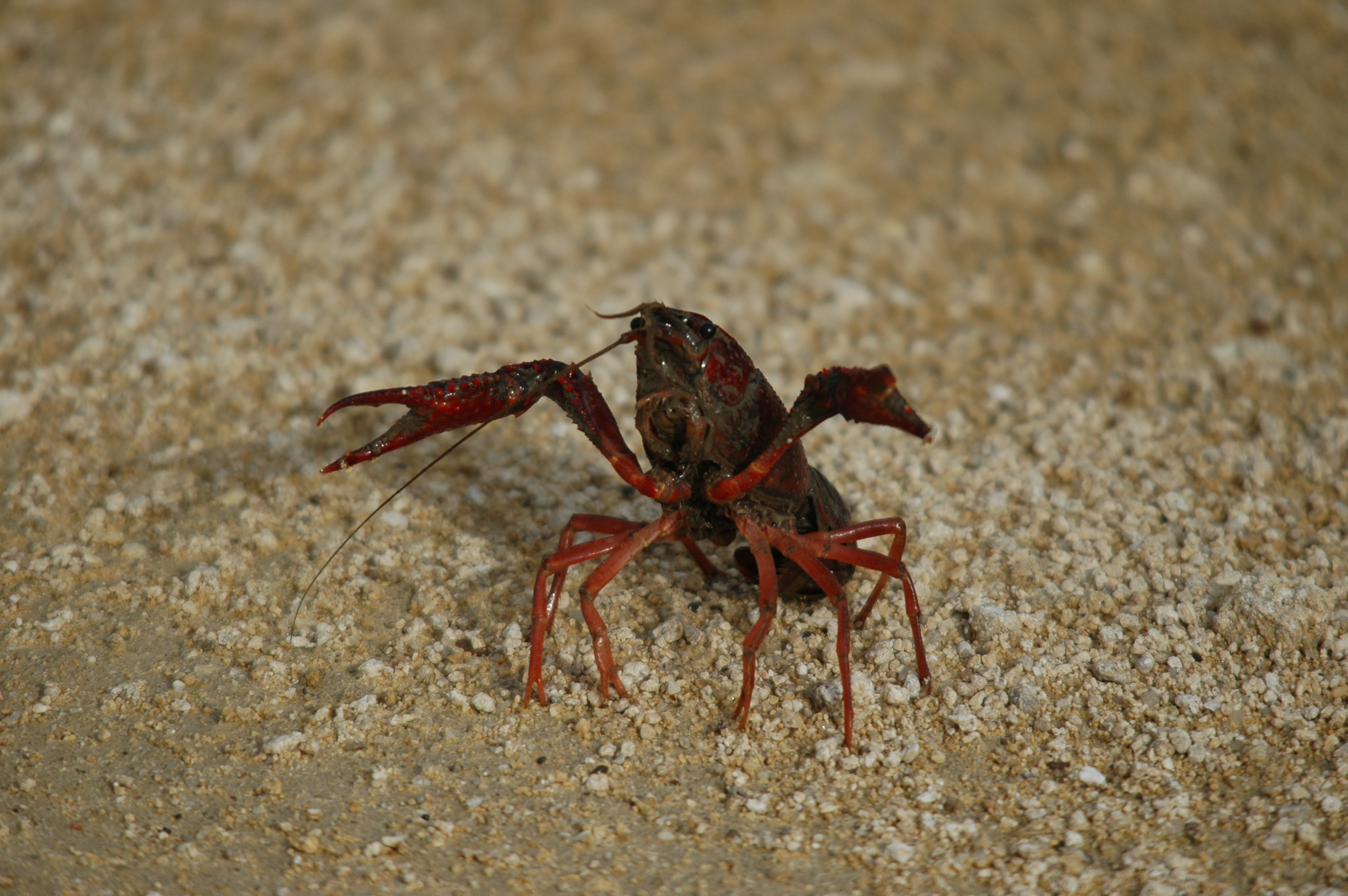 photos/wildlife/Crustacean_Species/Signal_Crayfish/20090926-Spain-03.jpg