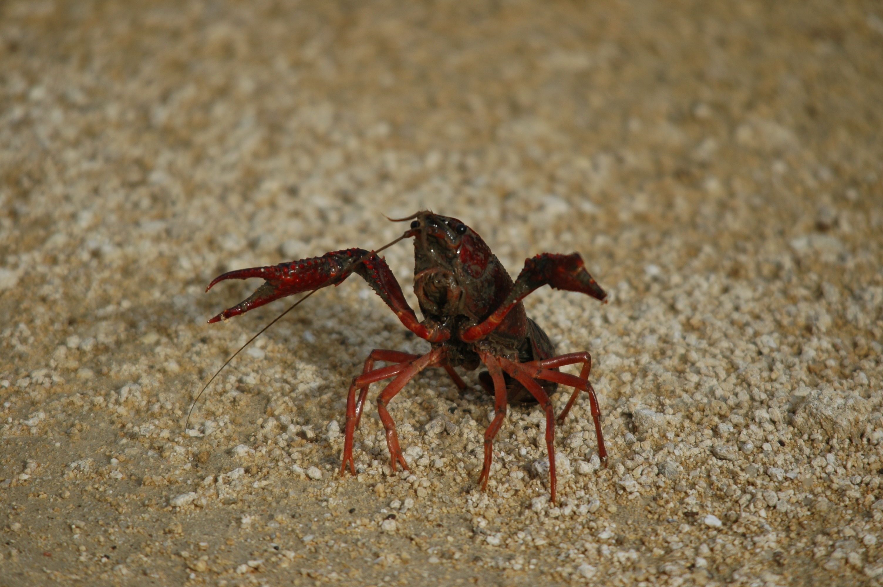 photos/wildlife/Crustacean_Species/Signal_Crayfish/20090926-Spain-04.jpg