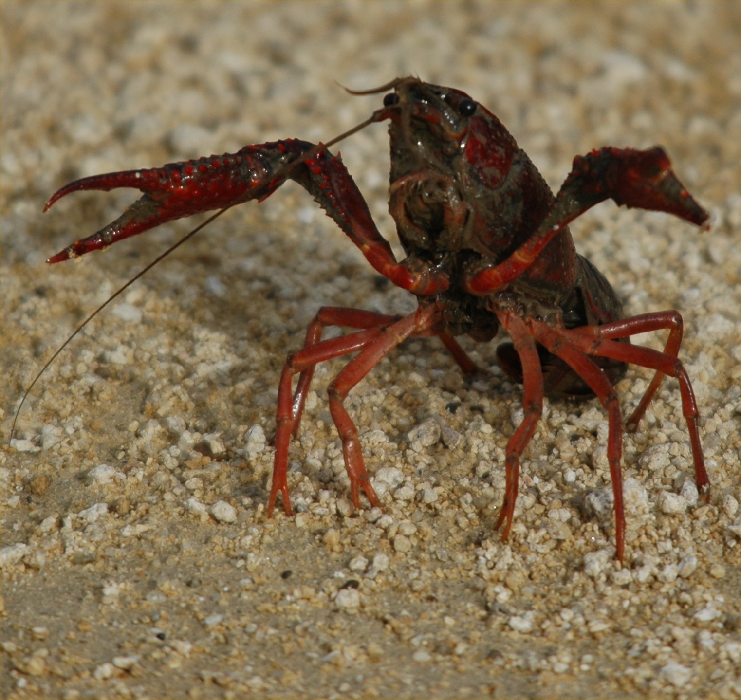 photos/wildlife/Crustacean_Species/Signal_Crayfish/20090926-Spain-04_sm.jpg