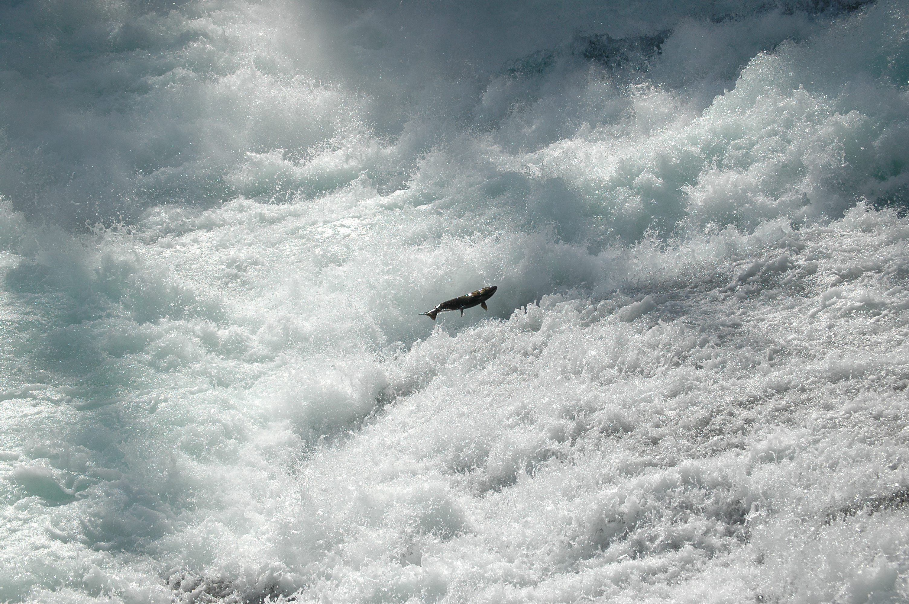 photos/wildlife/Fish_Species/Chinook_Salmon/20070911-Canada-01.jpg