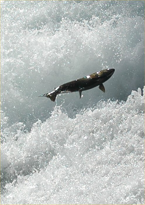 photos/wildlife/Fish_Species/Chinook_Salmon/20070911-Canada-01_sm.jpg