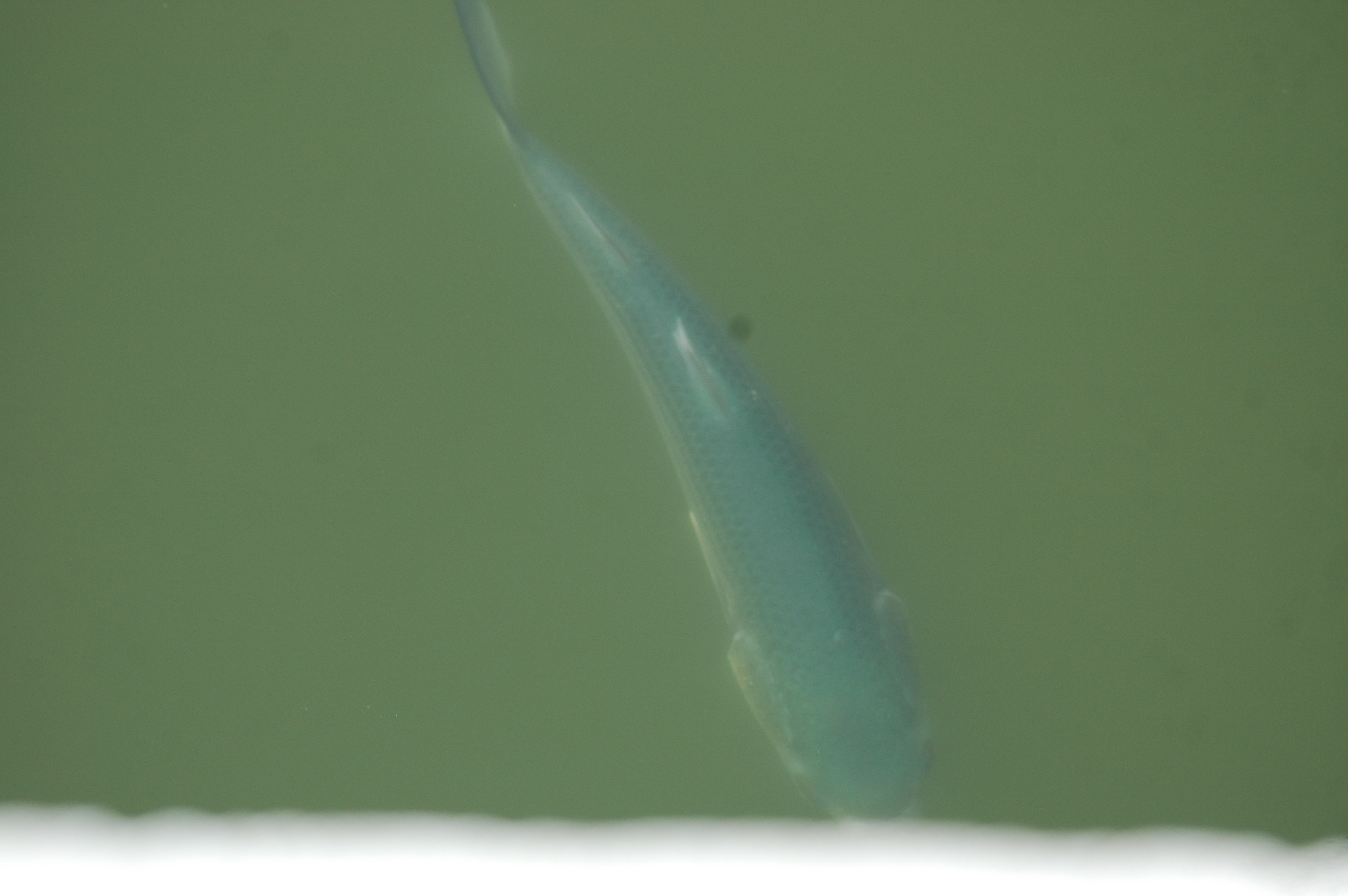 photos/wildlife/Fish_Species/Grey_Mullet/20090925-Spain-01.jpg