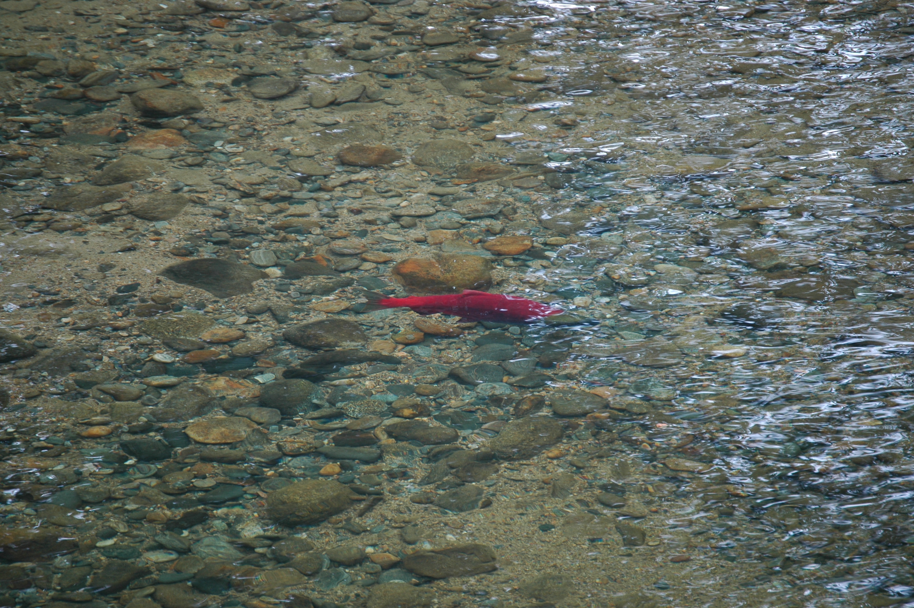 photos/wildlife/Fish_Species/Sockeye_Salmon/20070909-Canada-1.jpg