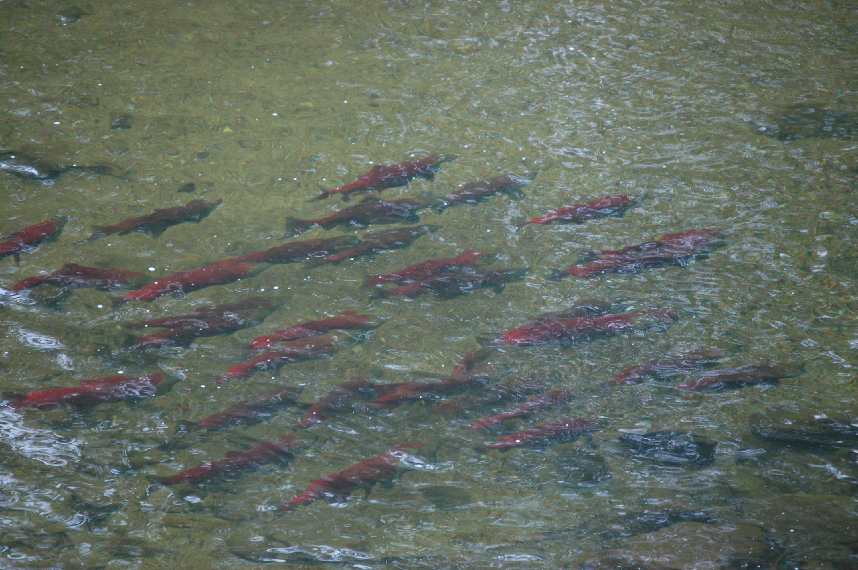 photos/wildlife/Fish_Species/Sockeye_Salmon/20070909-Canada-3.jpg