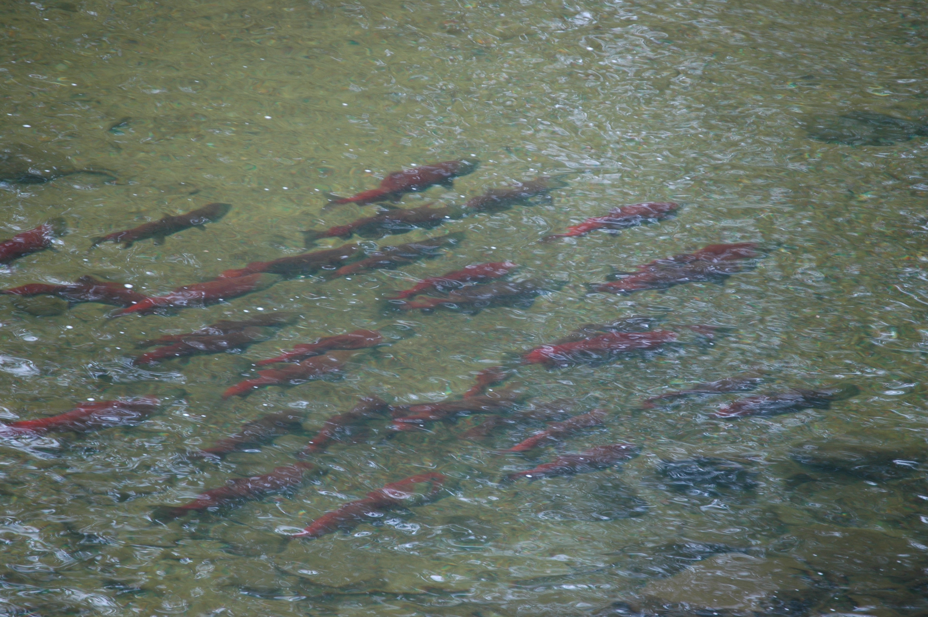 photos/wildlife/Fish_Species/Sockeye_Salmon/20070909-Canada-4.jpg