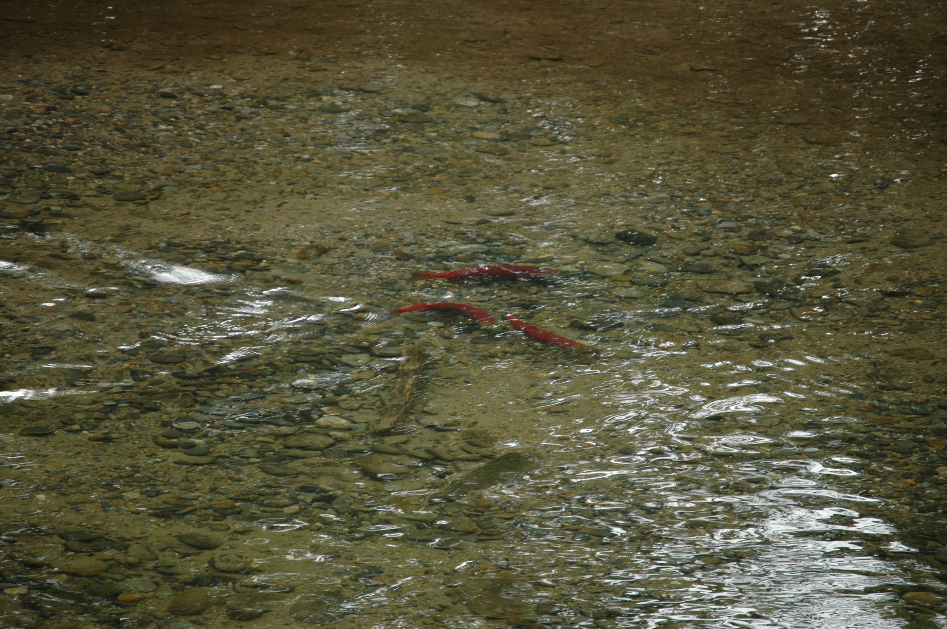 photos/wildlife/Fish_Species/Sockeye_Salmon/20070909-Canada-5.jpg