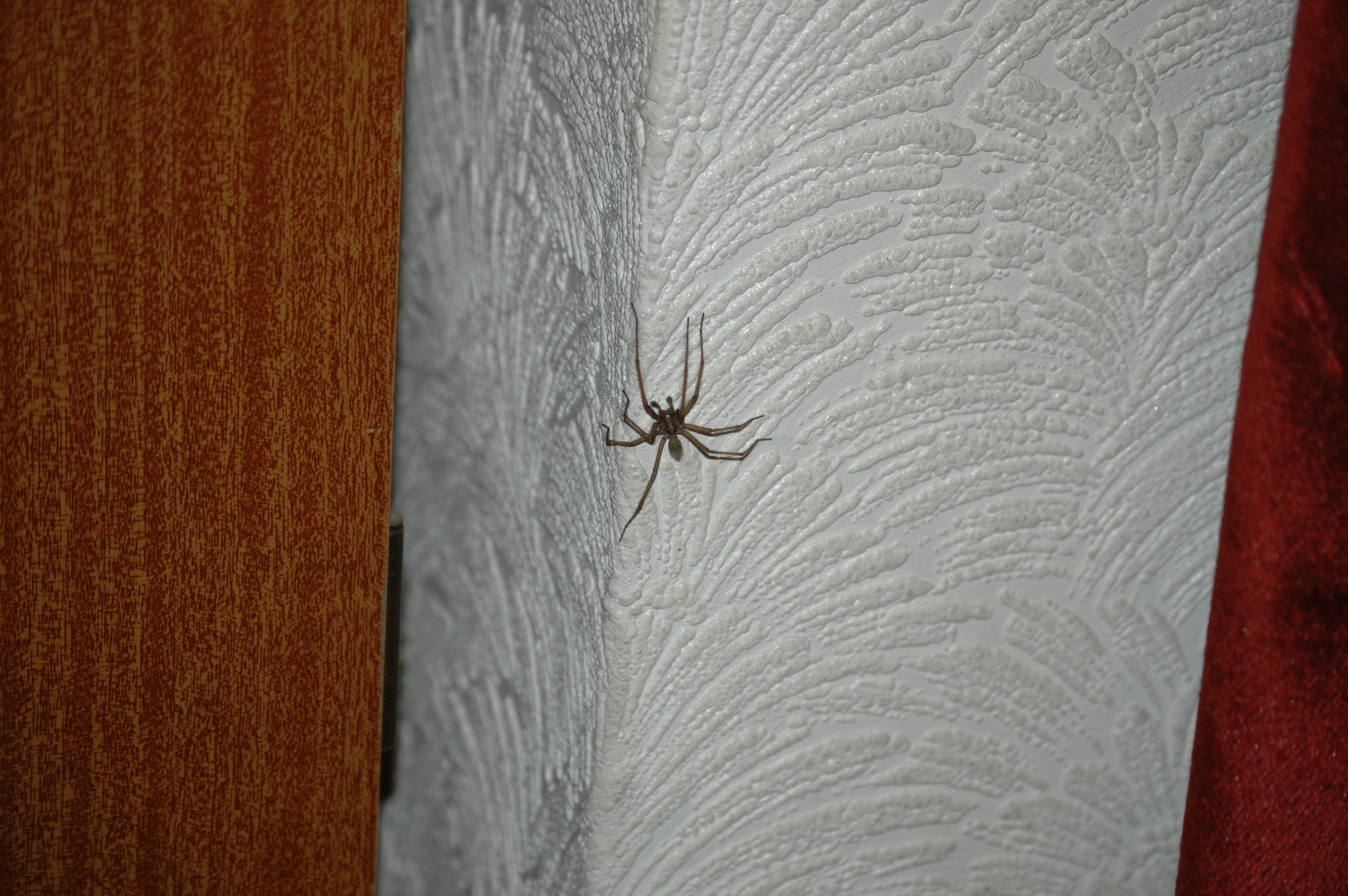 photos/wildlife/Invertebrate_Species/Arachnids/DSC_8104.JPG