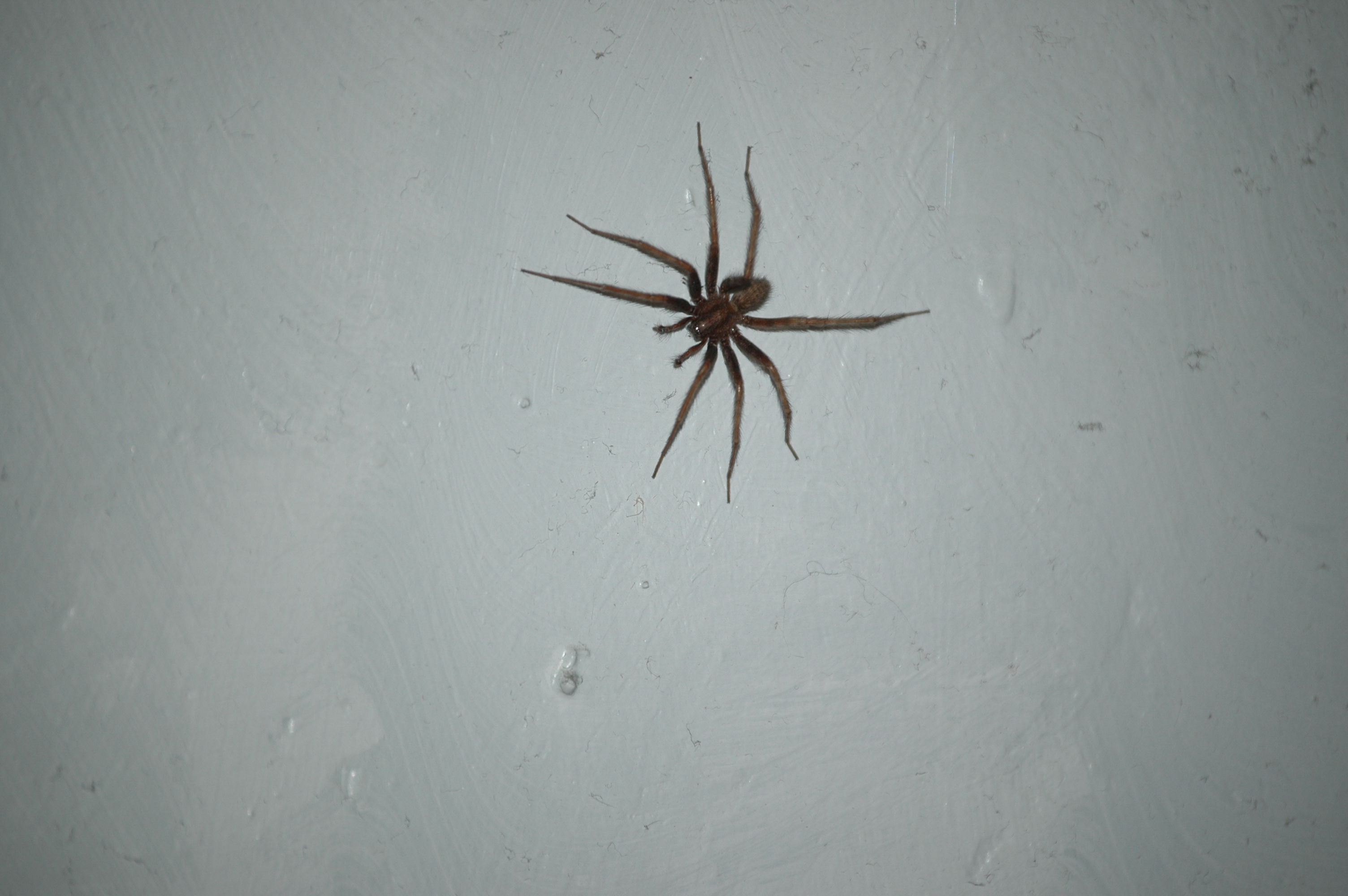 photos/wildlife/Invertebrate_Species/Arachnids/DSC_8110.JPG