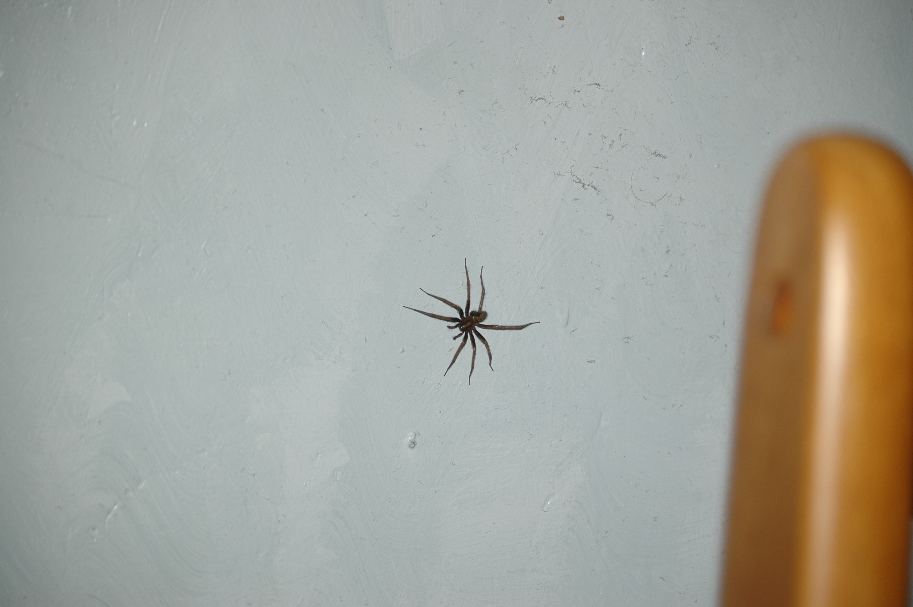 photos/wildlife/Invertebrate_Species/Arachnids/DSC_8111.JPG