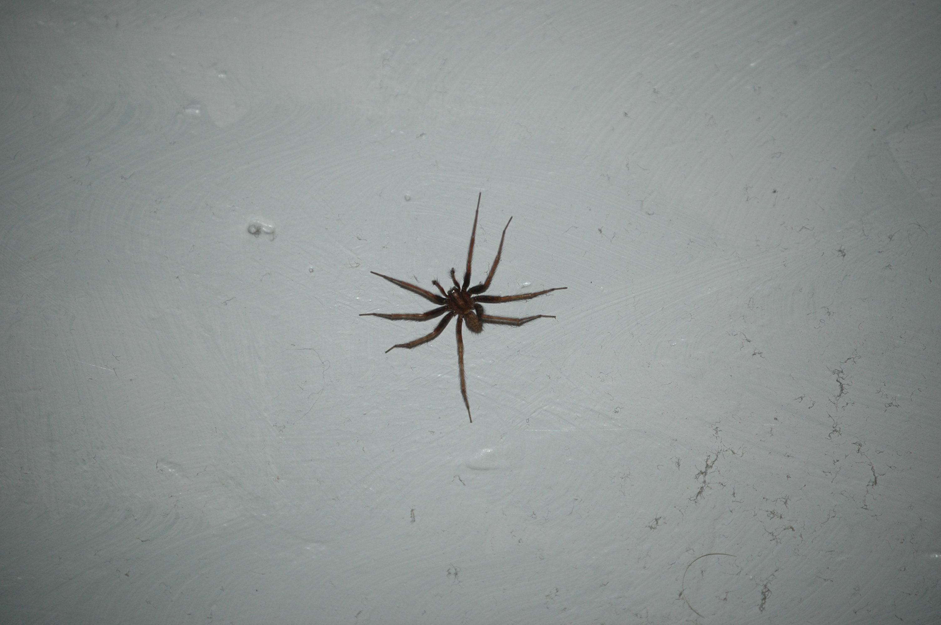 photos/wildlife/Invertebrate_Species/Arachnids/DSC_8113.JPG