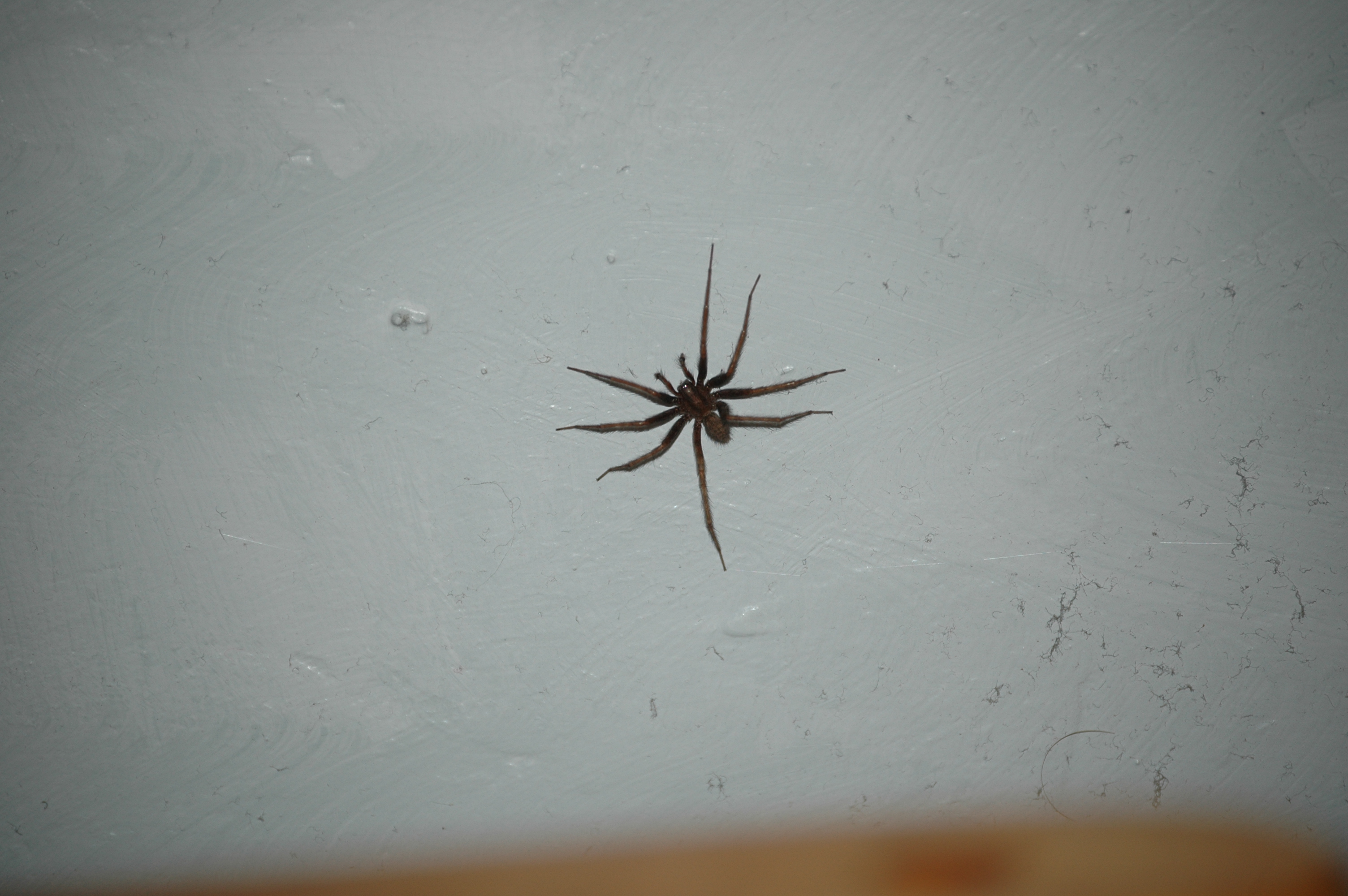 photos/wildlife/Invertebrate_Species/Arachnids/DSC_8114.JPG