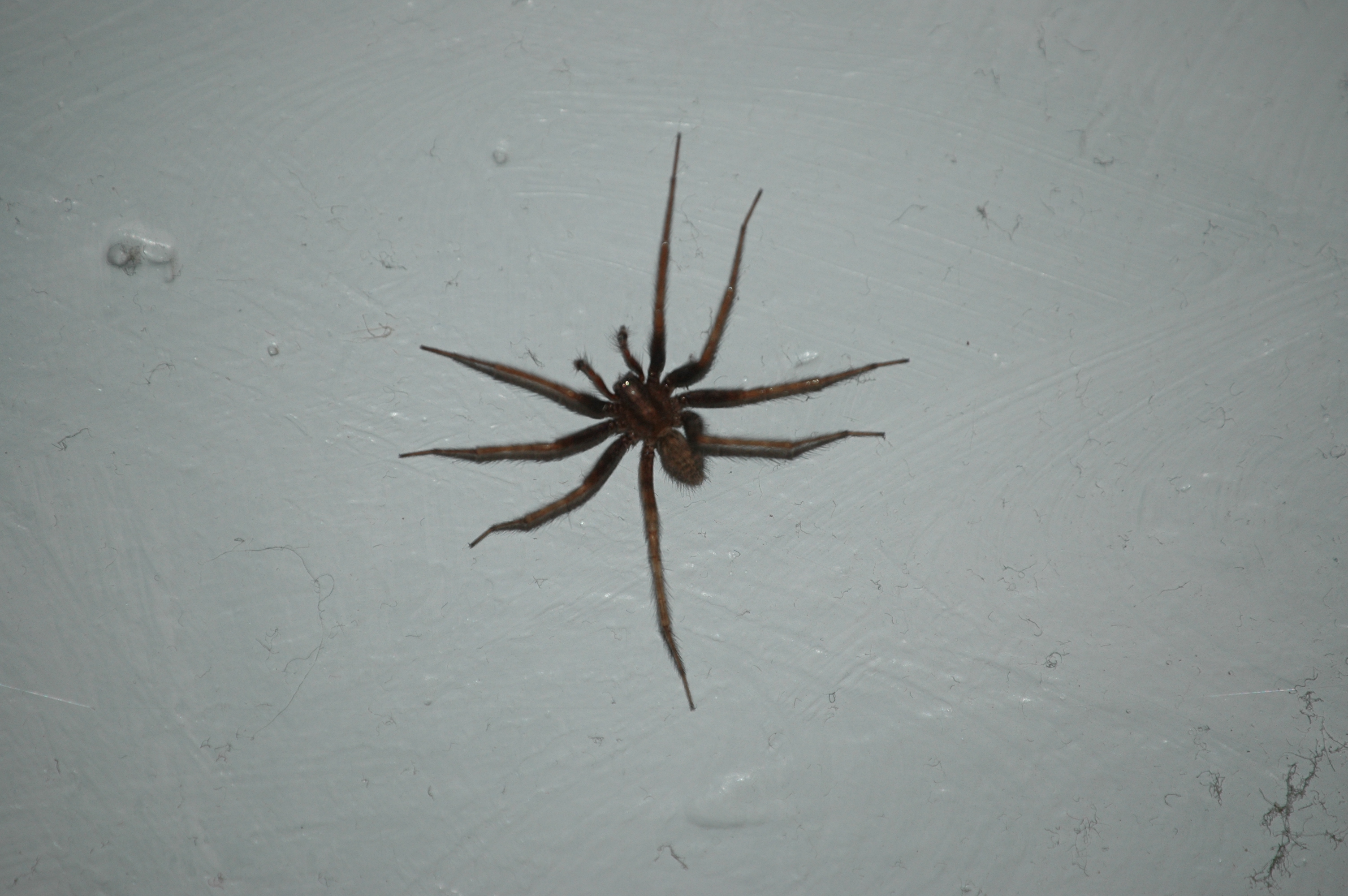 photos/wildlife/Invertebrate_Species/Arachnids/DSC_8115.JPG