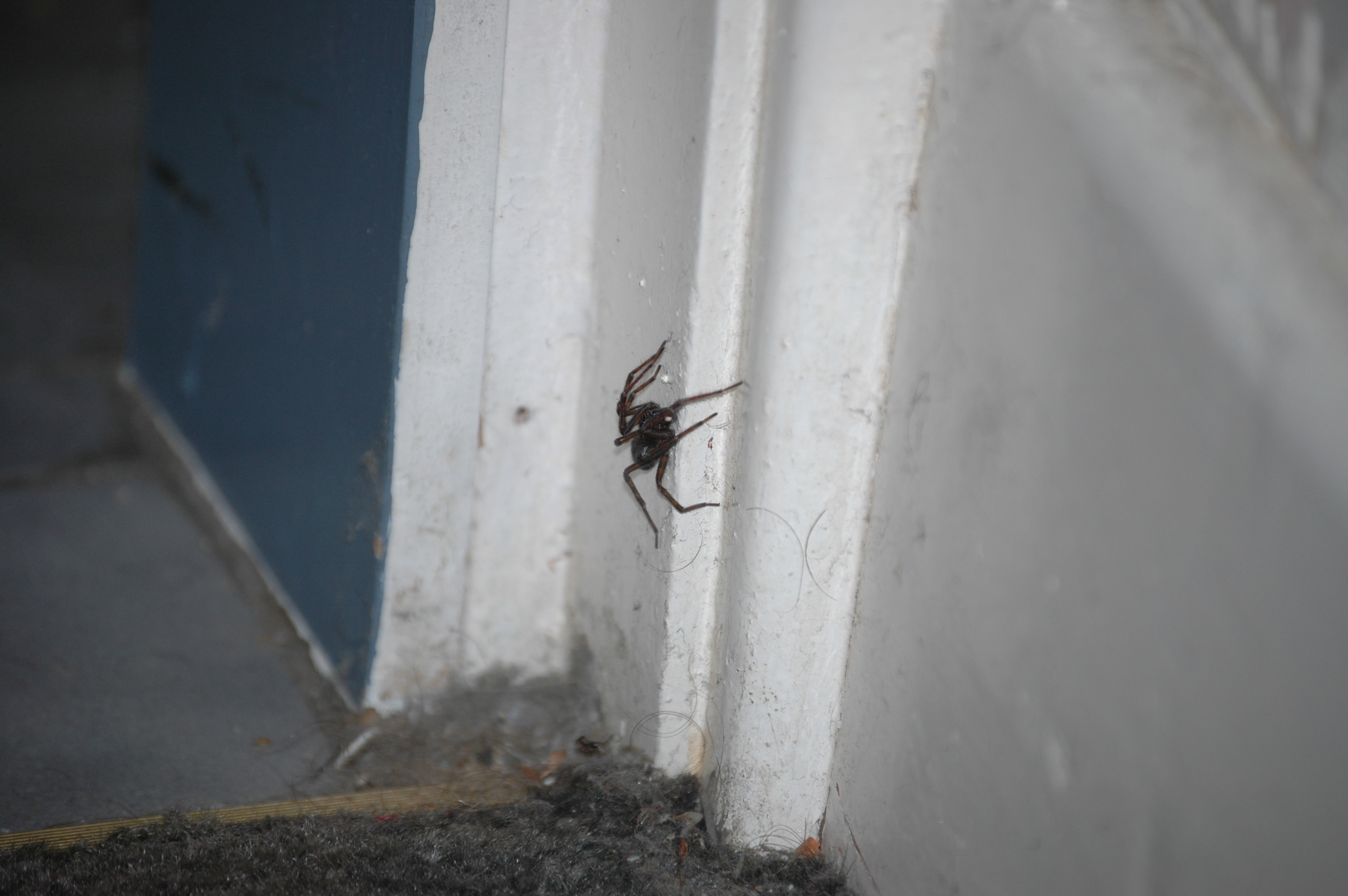 photos/wildlife/Invertebrate_Species/Arachnids/DSC_8116.JPG