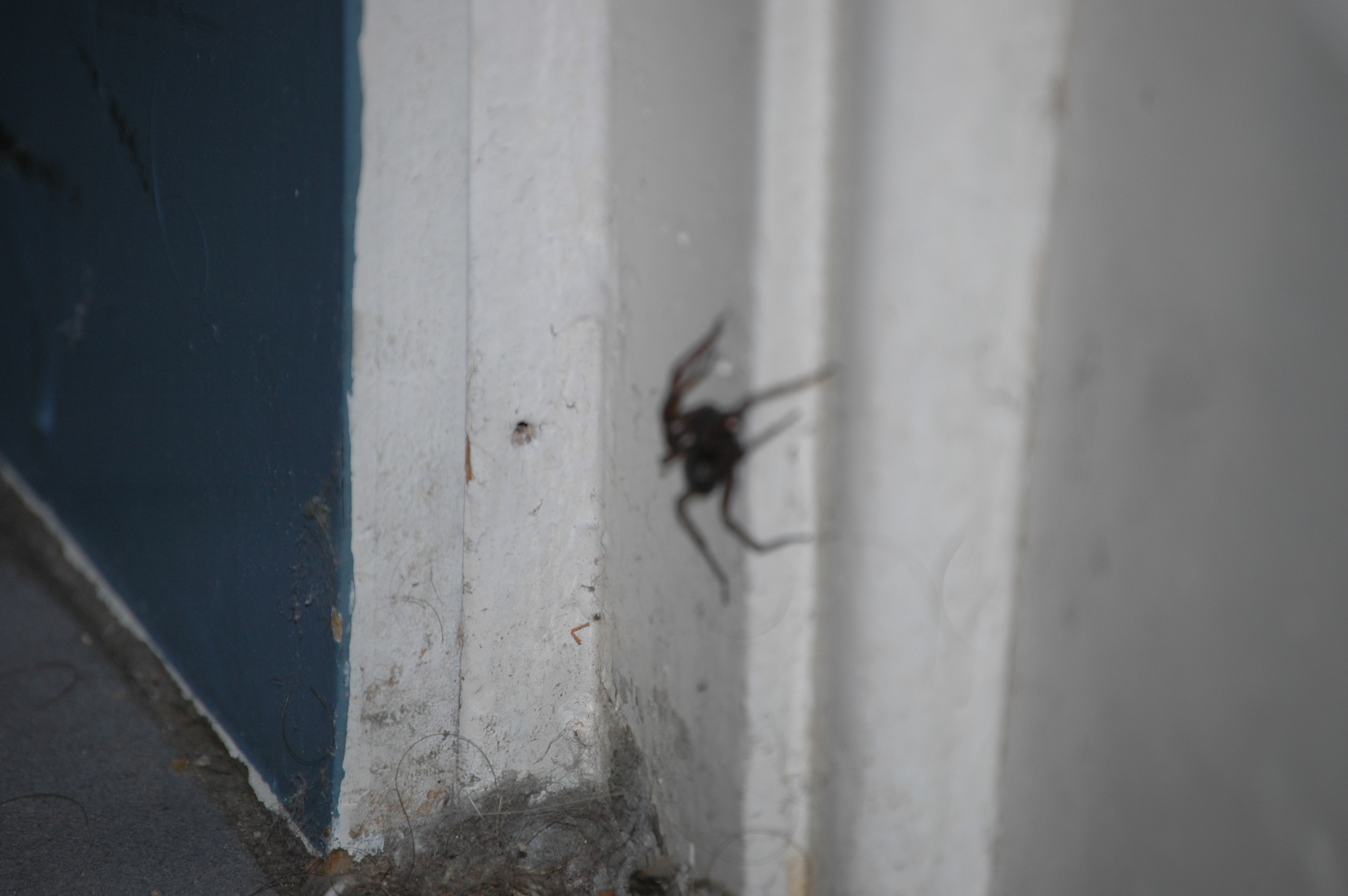 photos/wildlife/Invertebrate_Species/Arachnids/DSC_8117.JPG