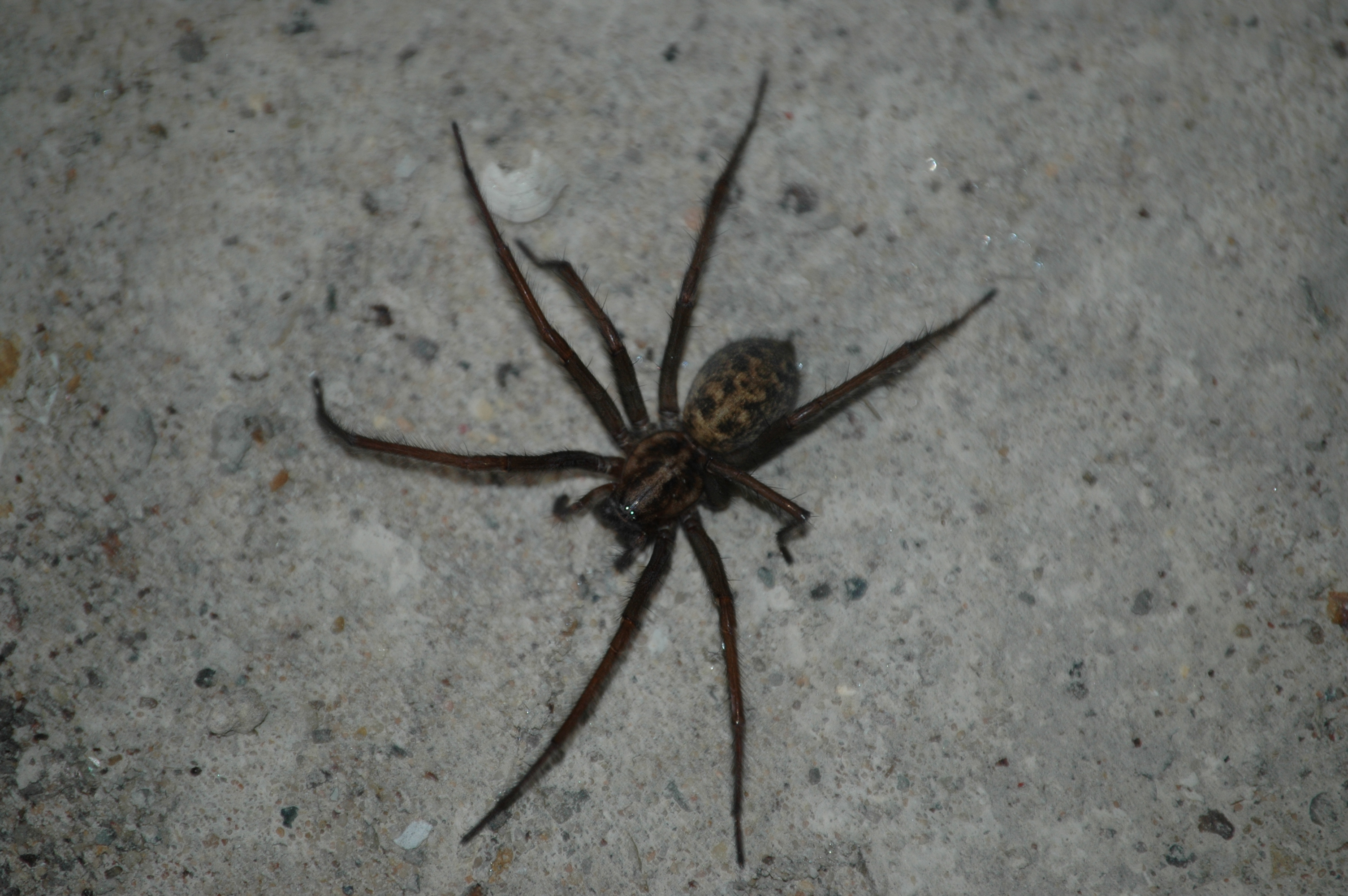 photos/wildlife/Invertebrate_Species/Arachnids/DSC_8118.JPG