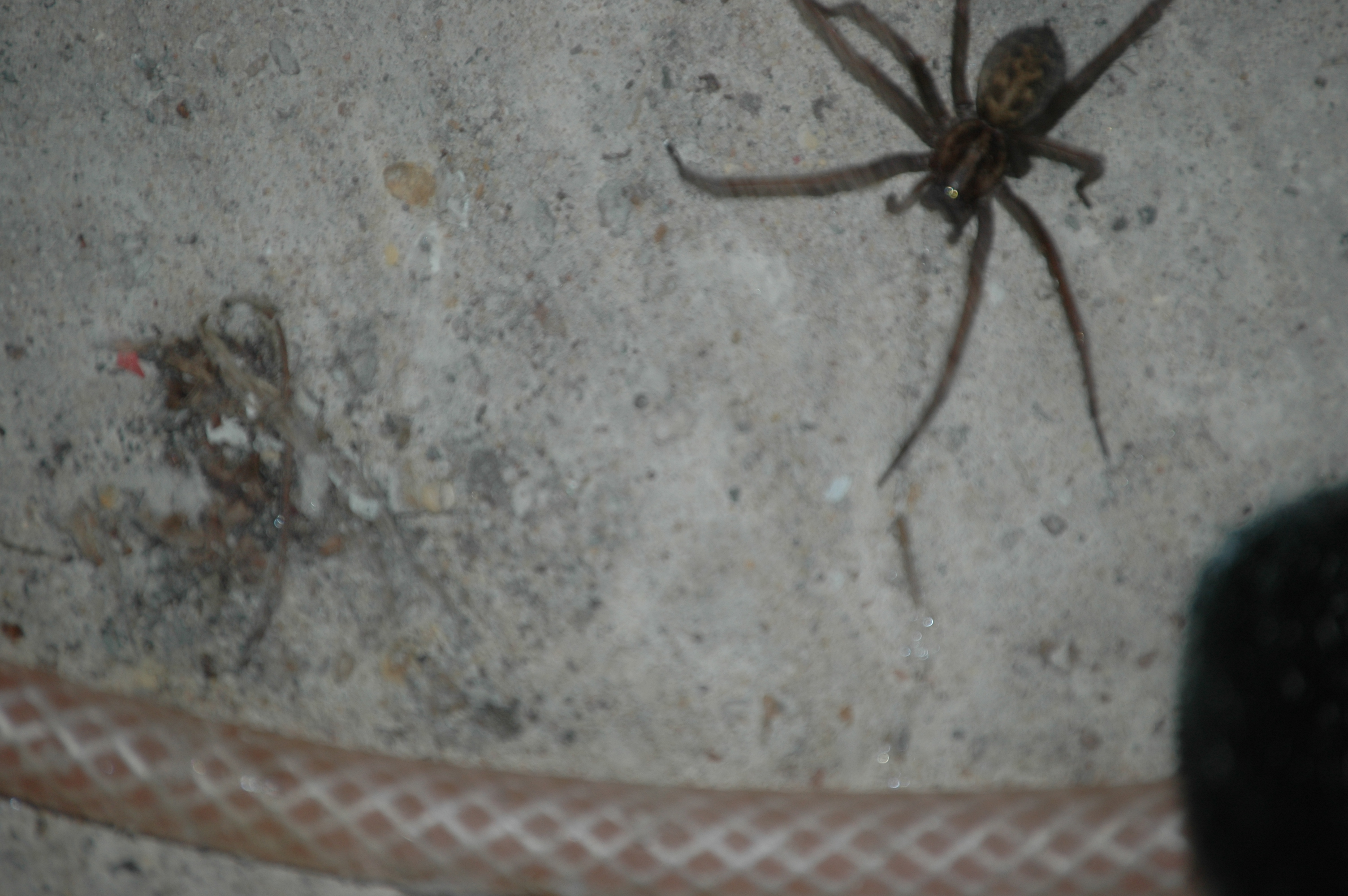 photos/wildlife/Invertebrate_Species/Arachnids/DSC_8119.JPG