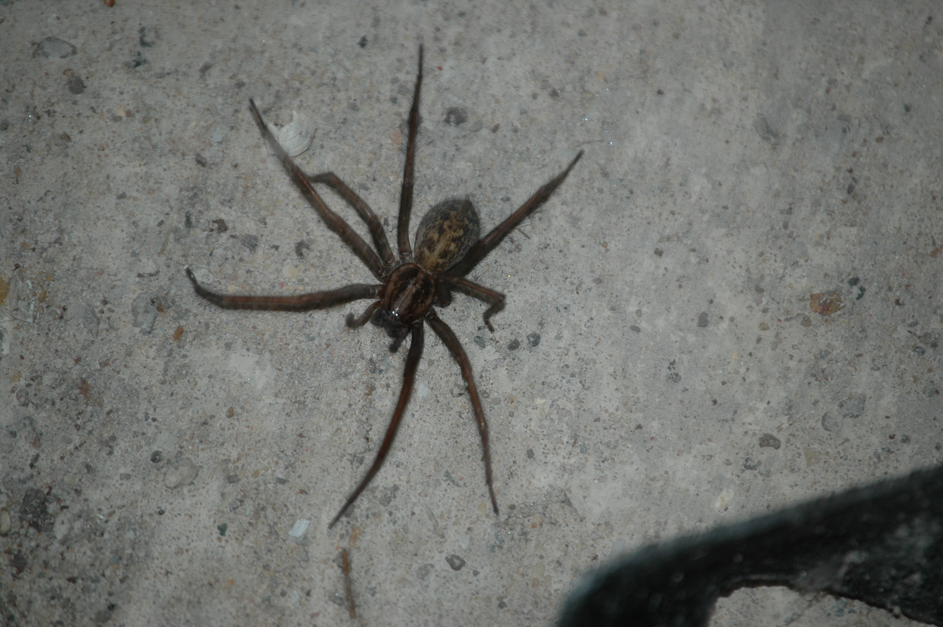 photos/wildlife/Invertebrate_Species/Arachnids/DSC_8120.JPG