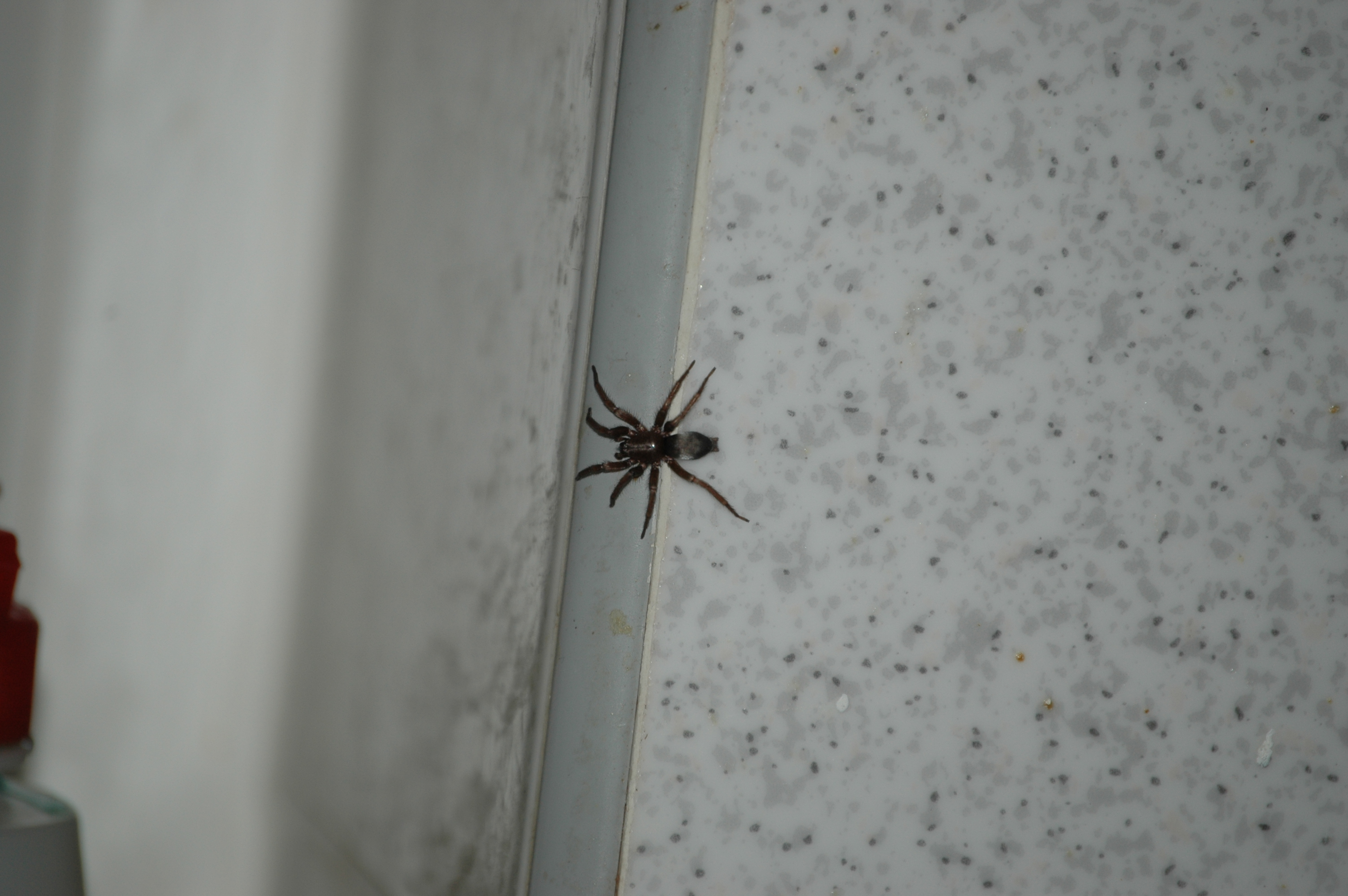 photos/wildlife/Invertebrate_Species/Arachnids/DSC_8164.JPG