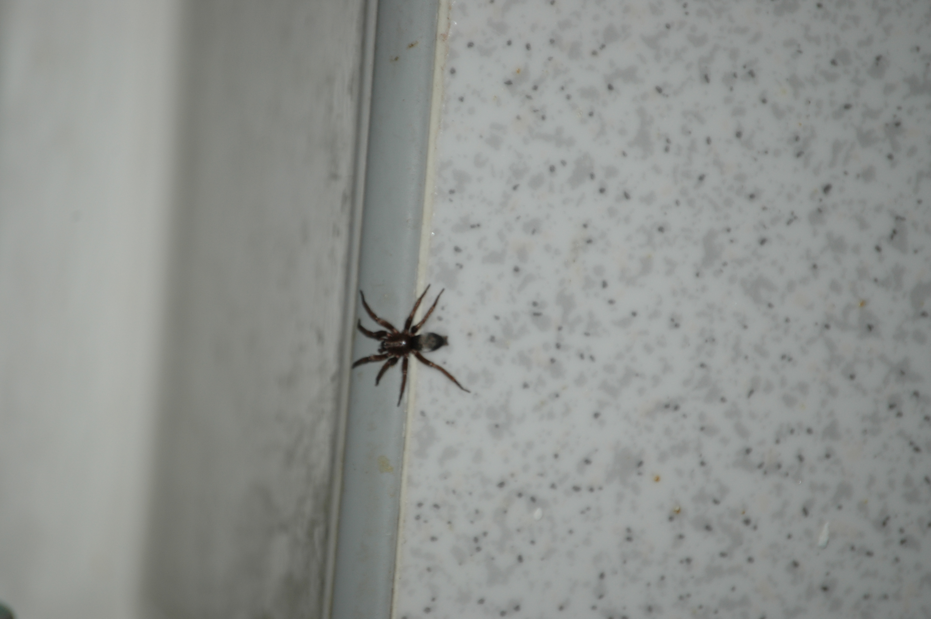 photos/wildlife/Invertebrate_Species/Arachnids/DSC_8165.JPG