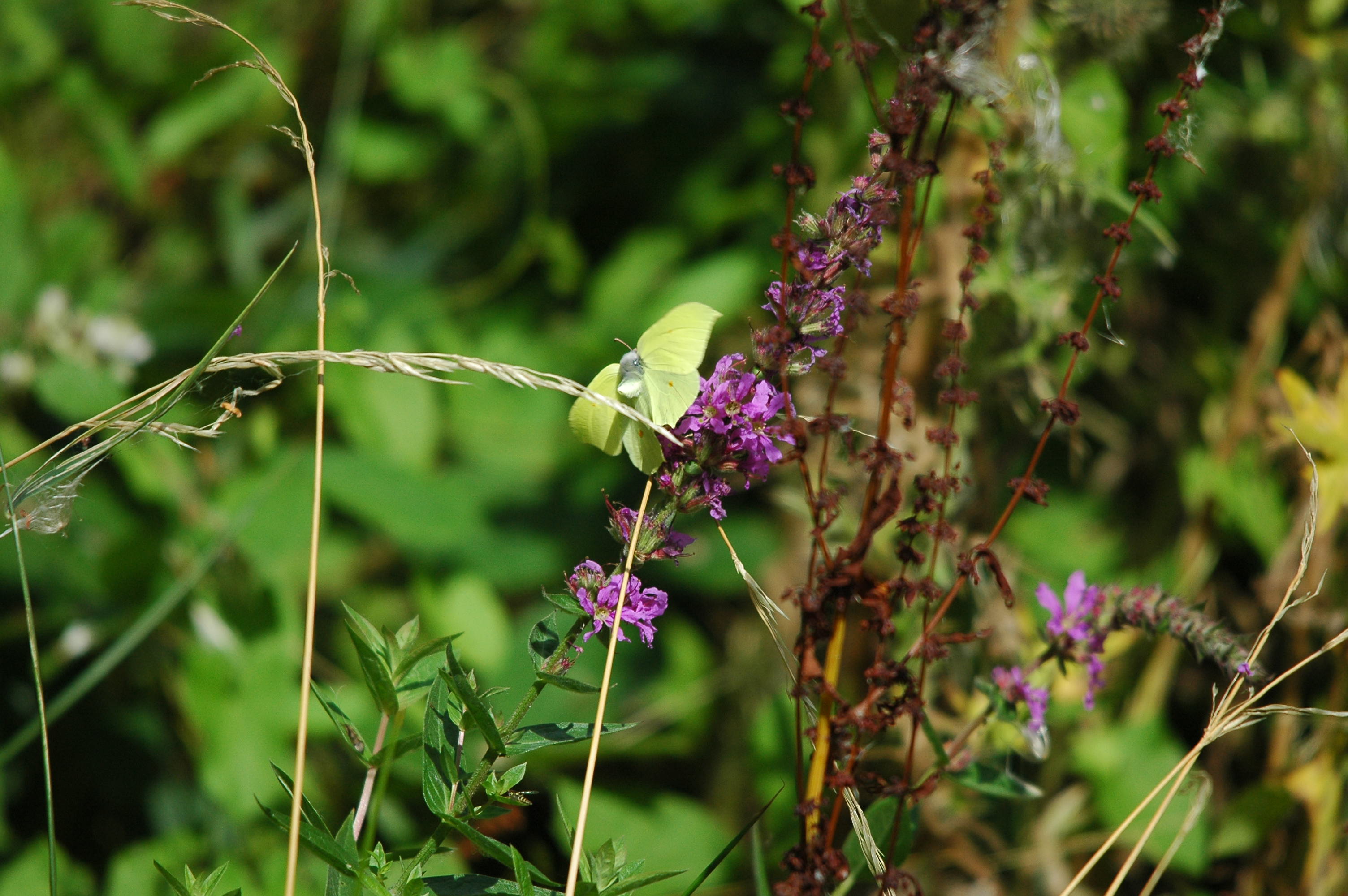 photos/wildlife/Invertebrate_Species/Butterflies/Brimstone/dsc_2981.jpg