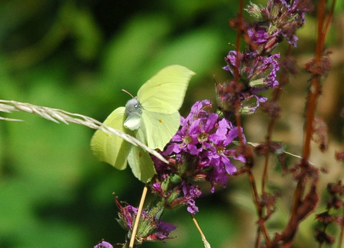 photos/wildlife/Invertebrate_Species/Butterflies/Brimstone/dsc_2981_sm.jpeg