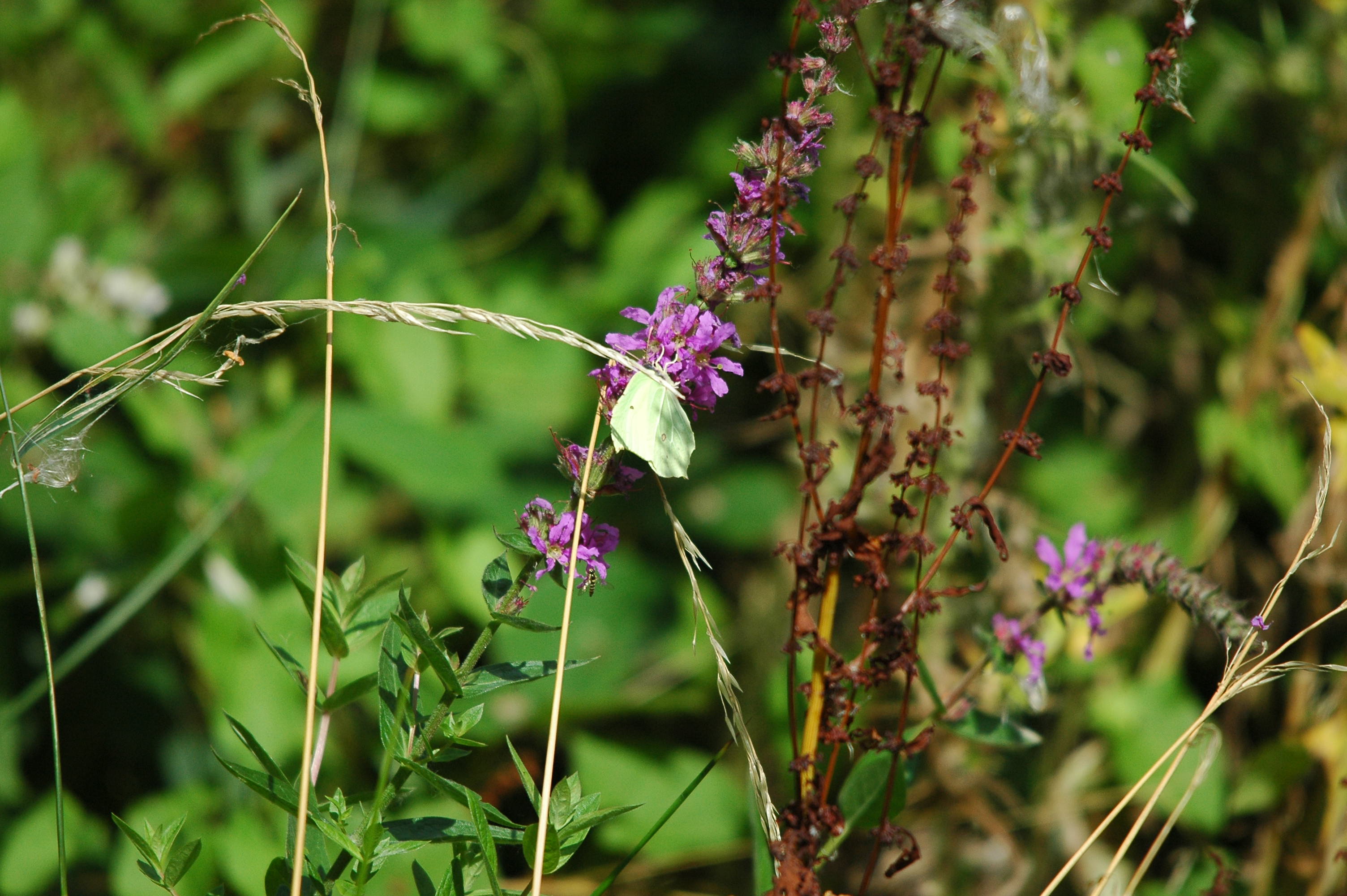 photos/wildlife/Invertebrate_Species/Butterflies/Brimstone/dsc_2982.jpg