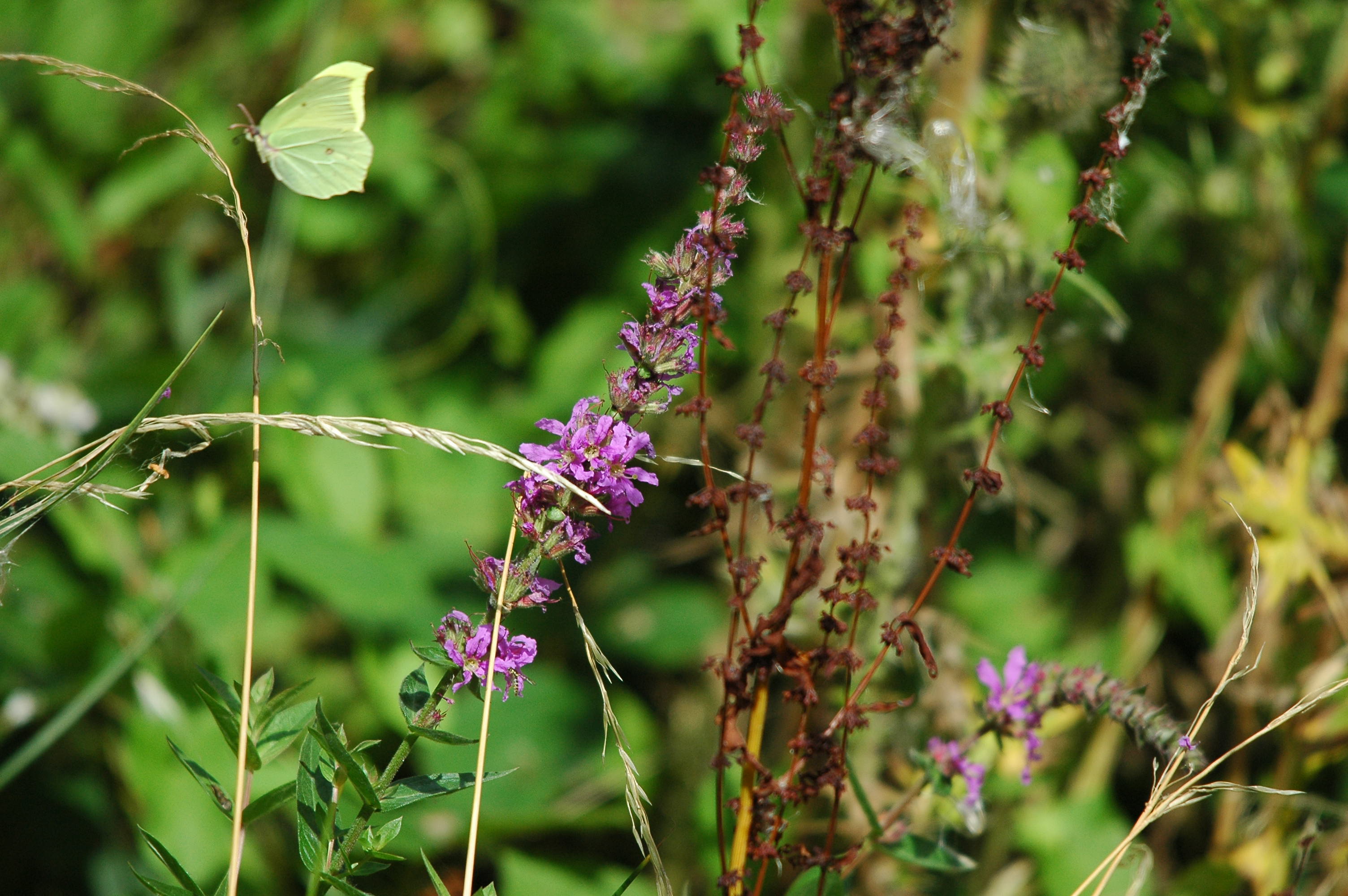 photos/wildlife/Invertebrate_Species/Butterflies/Brimstone/dsc_2983.jpg