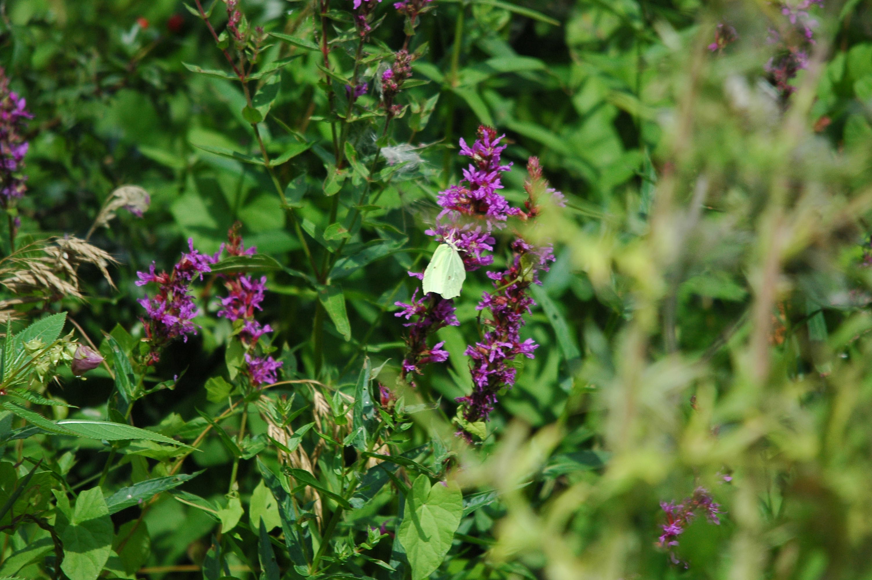 photos/wildlife/Invertebrate_Species/Butterflies/Brimstone/dsc_2984.jpg