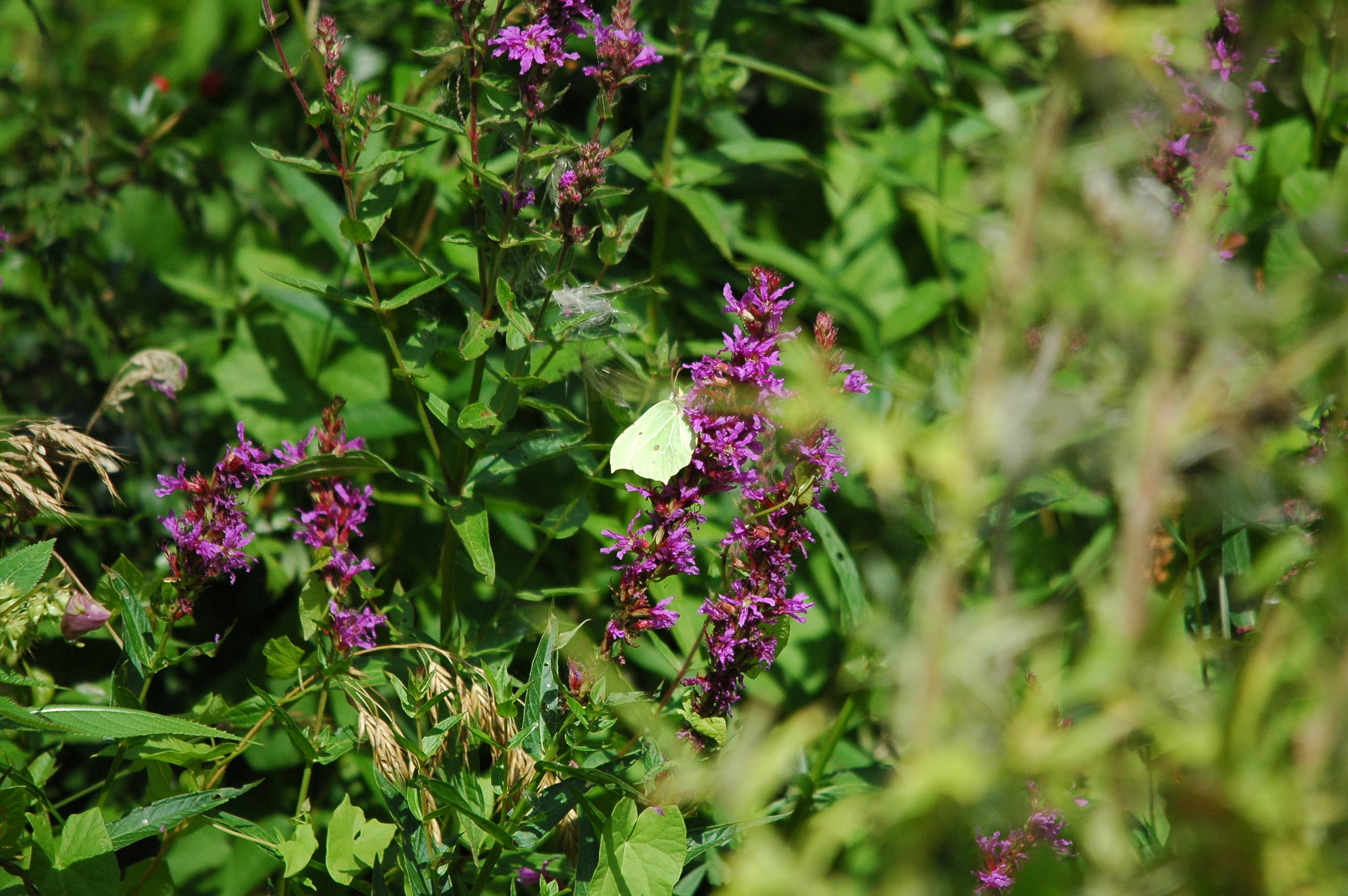 photos/wildlife/Invertebrate_Species/Butterflies/Brimstone/dsc_2988.jpg