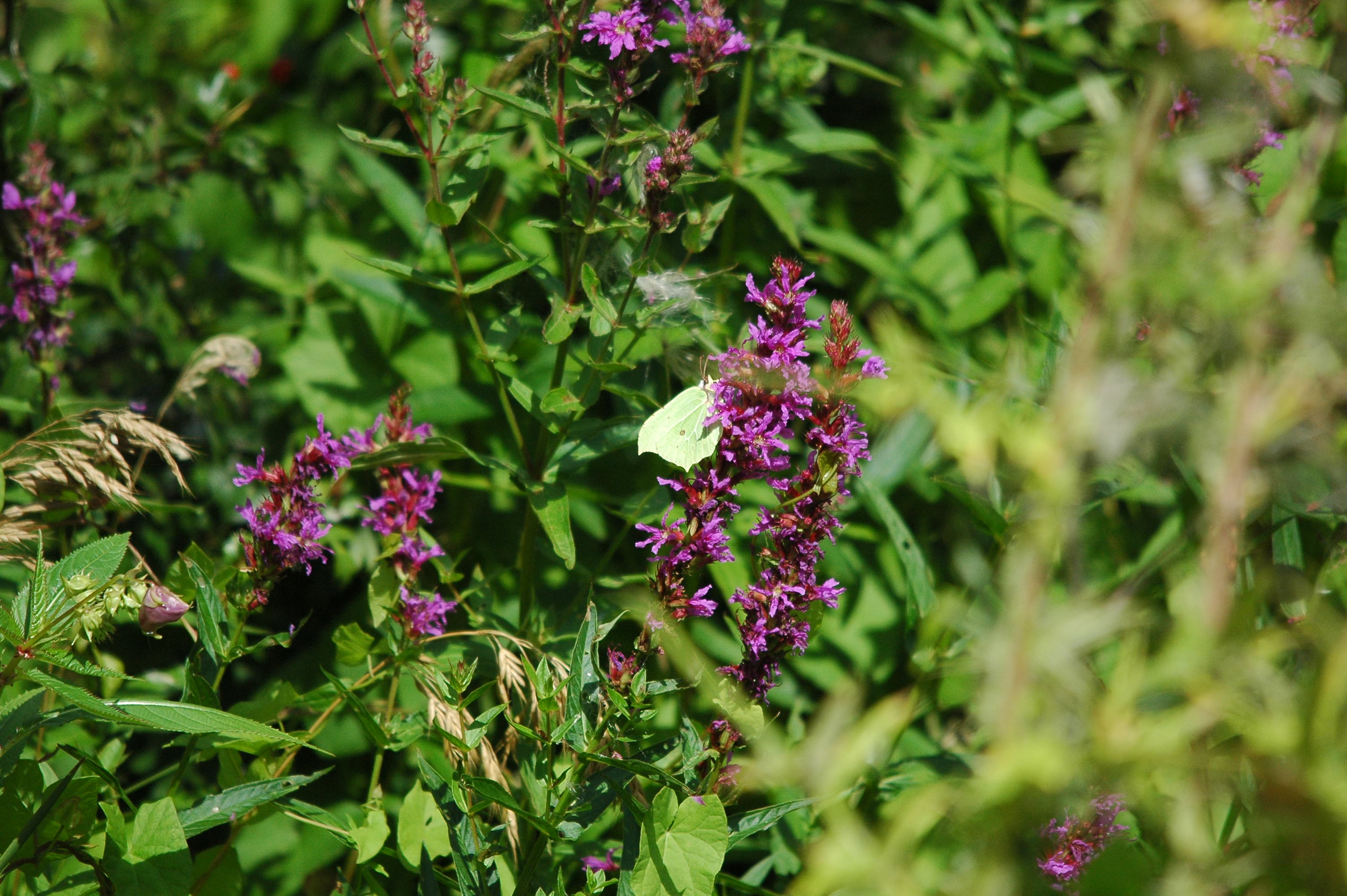 photos/wildlife/Invertebrate_Species/Butterflies/Brimstone/dsc_2989.jpg