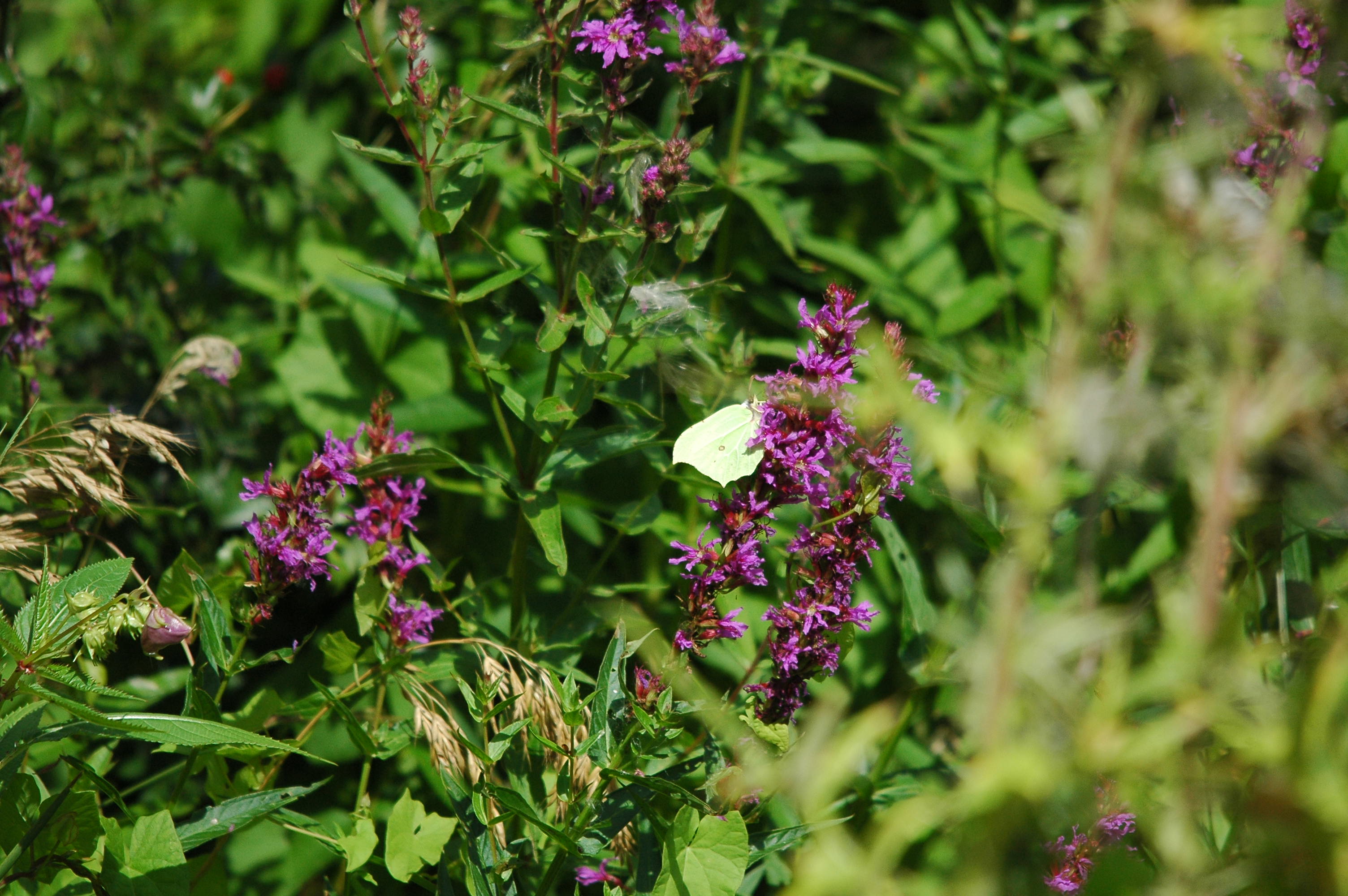 photos/wildlife/Invertebrate_Species/Butterflies/Brimstone/dsc_2990.jpg