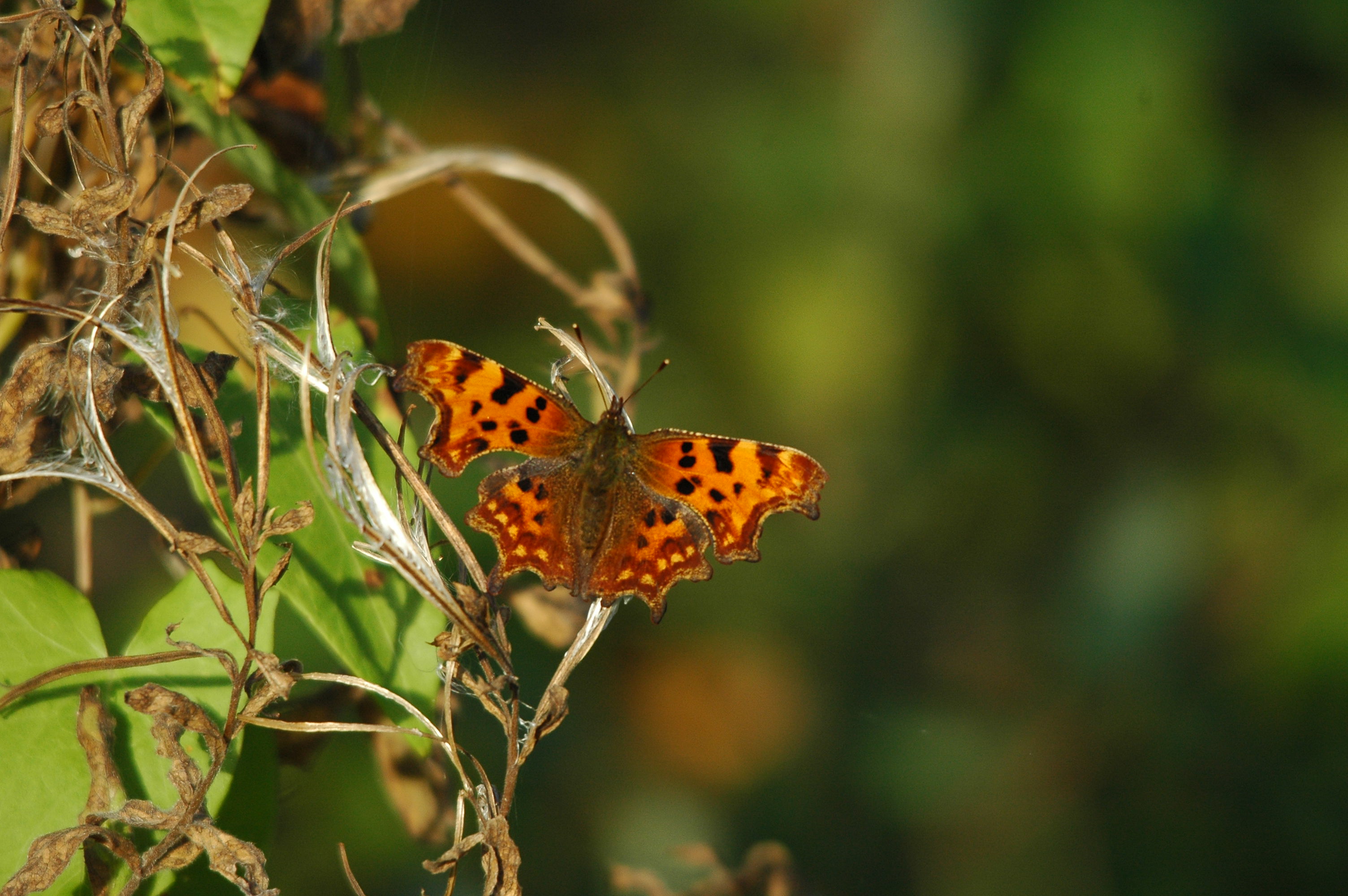 photos/wildlife/Invertebrate_Species/Butterflies/Comma/DSC_3543.JPG