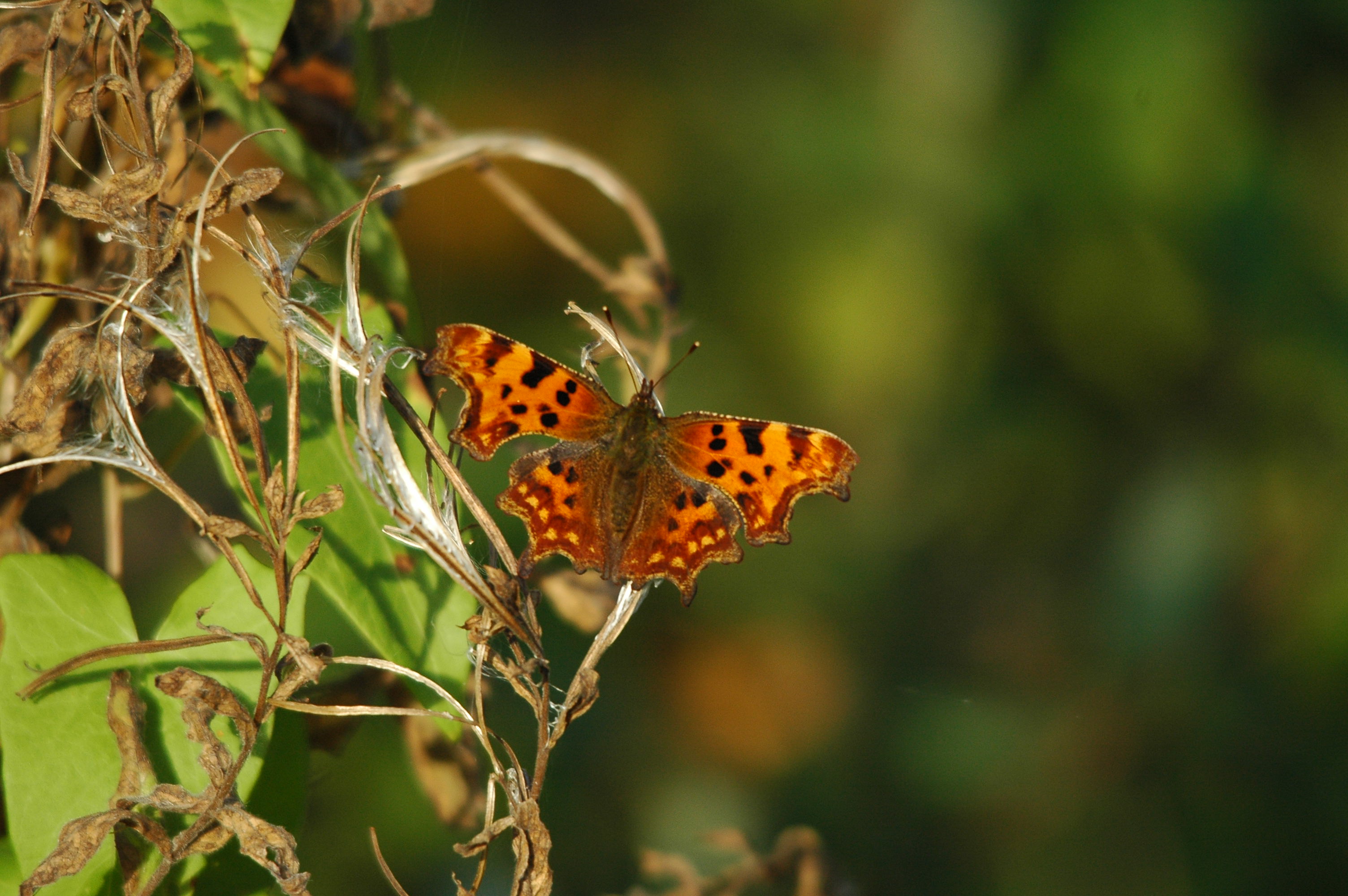 photos/wildlife/Invertebrate_Species/Butterflies/Comma/DSC_3544.JPG