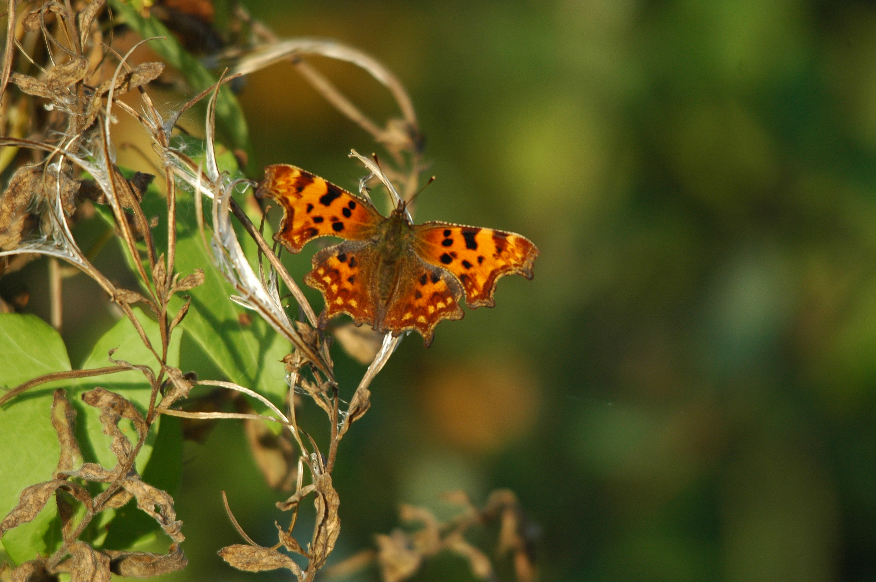 photos/wildlife/Invertebrate_Species/Butterflies/Comma/DSC_3545.JPG