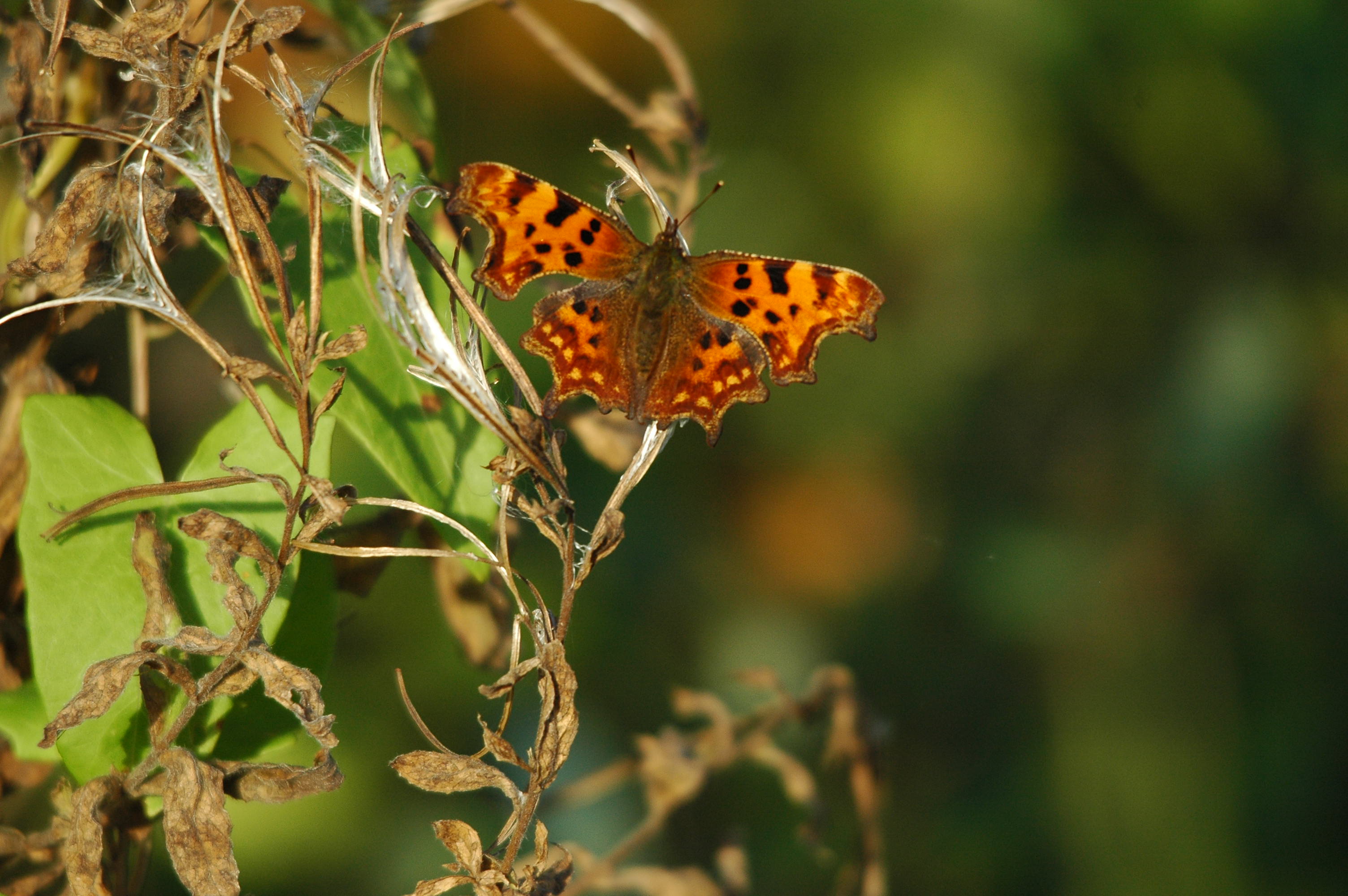 photos/wildlife/Invertebrate_Species/Butterflies/Comma/DSC_3546.JPG