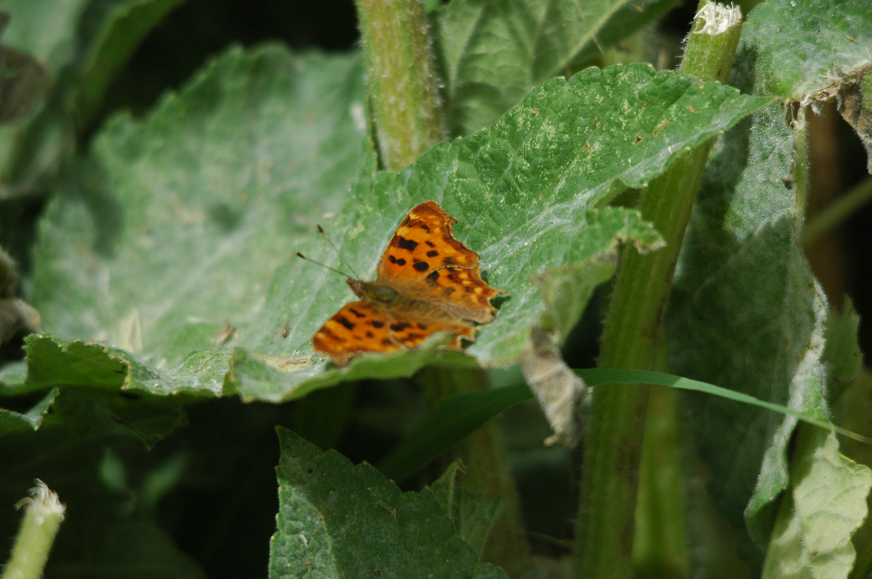 photos/wildlife/Invertebrate_Species/Butterflies/Comma/dsc_2442.jpg