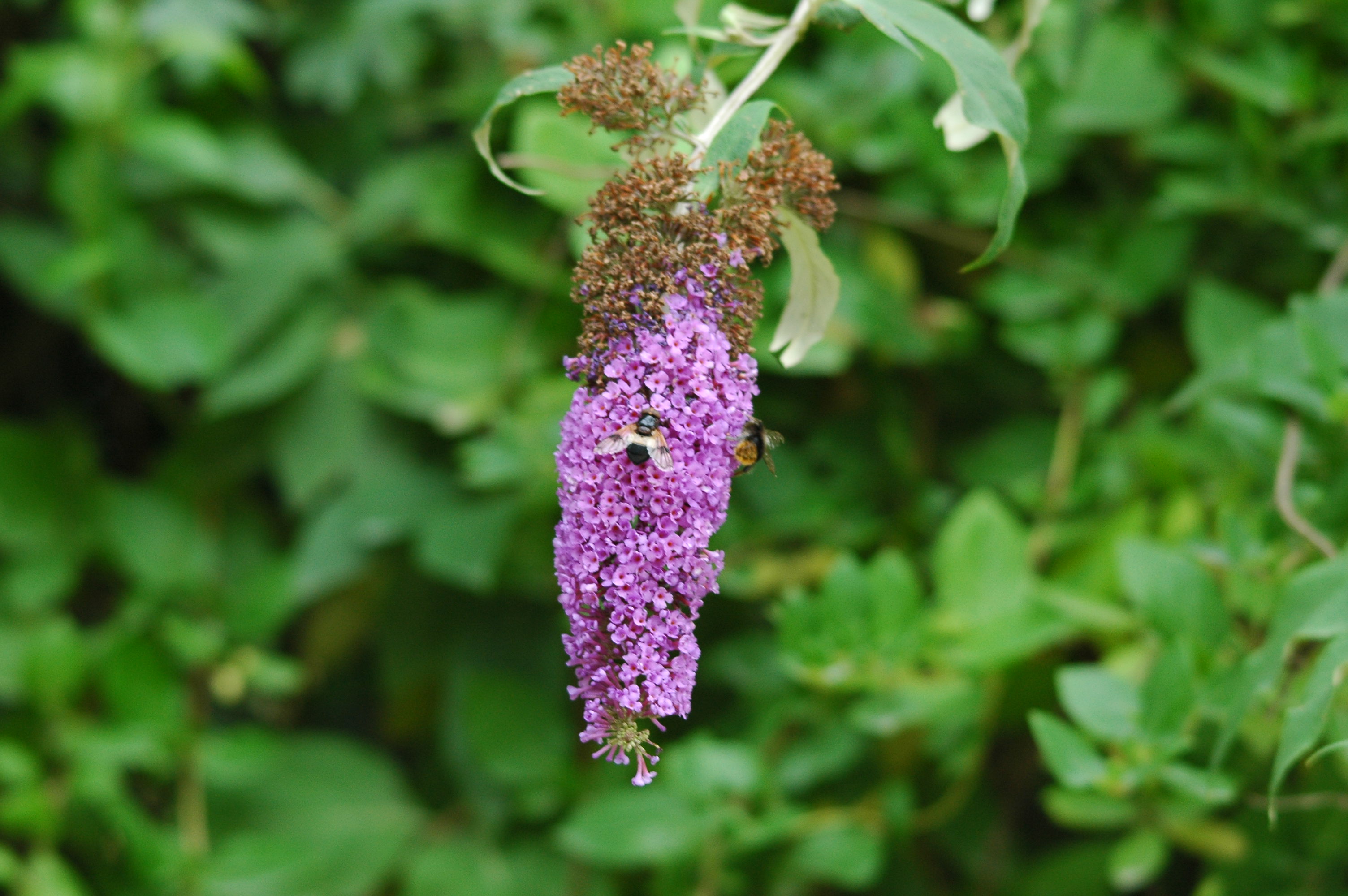 photos/wildlife/Invertebrate_Species/Butterflies/Comma/dsc_2874.jpg