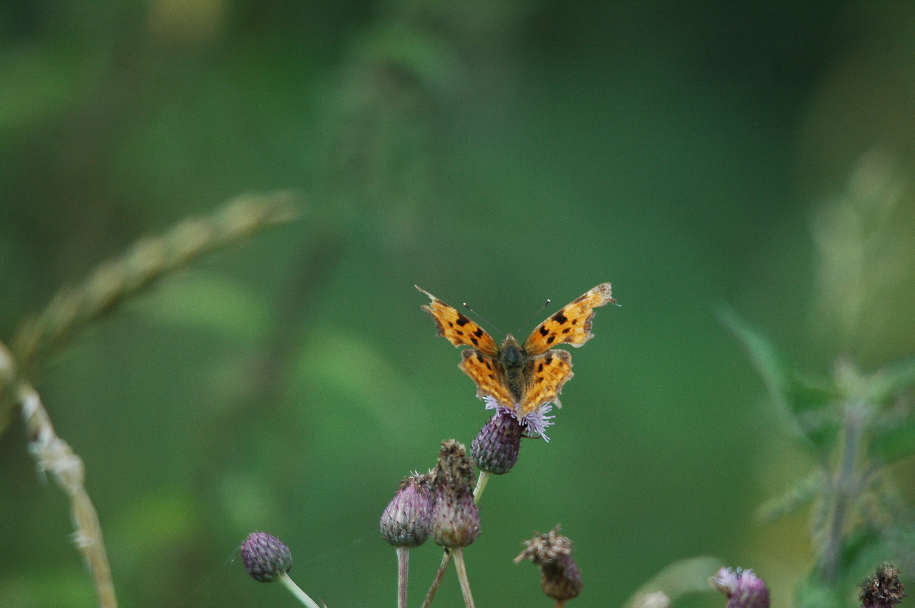 photos/wildlife/Invertebrate_Species/Butterflies/Comma/dsc_2973.jpg
