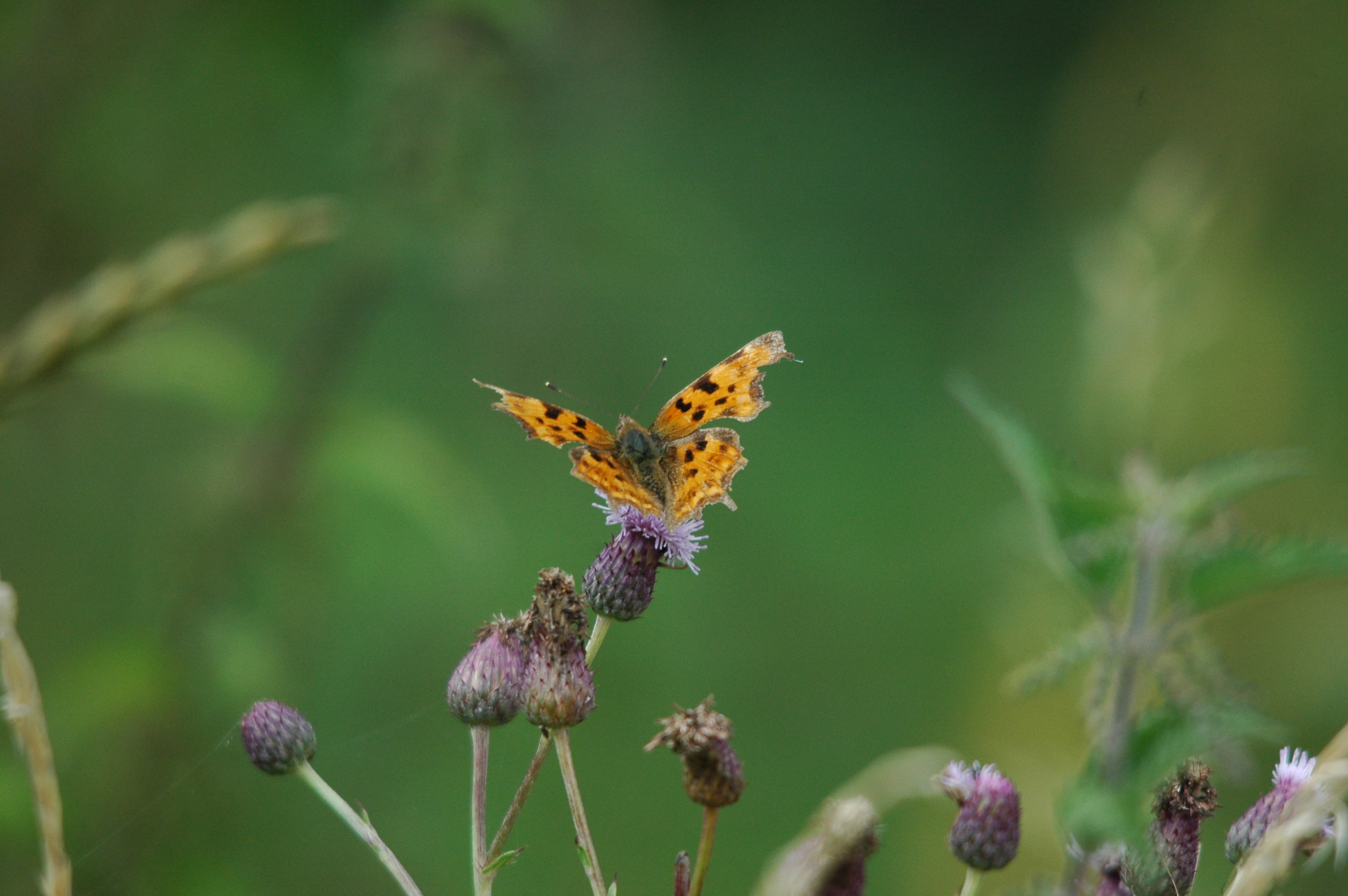 photos/wildlife/Invertebrate_Species/Butterflies/Comma/dsc_2974.jpg