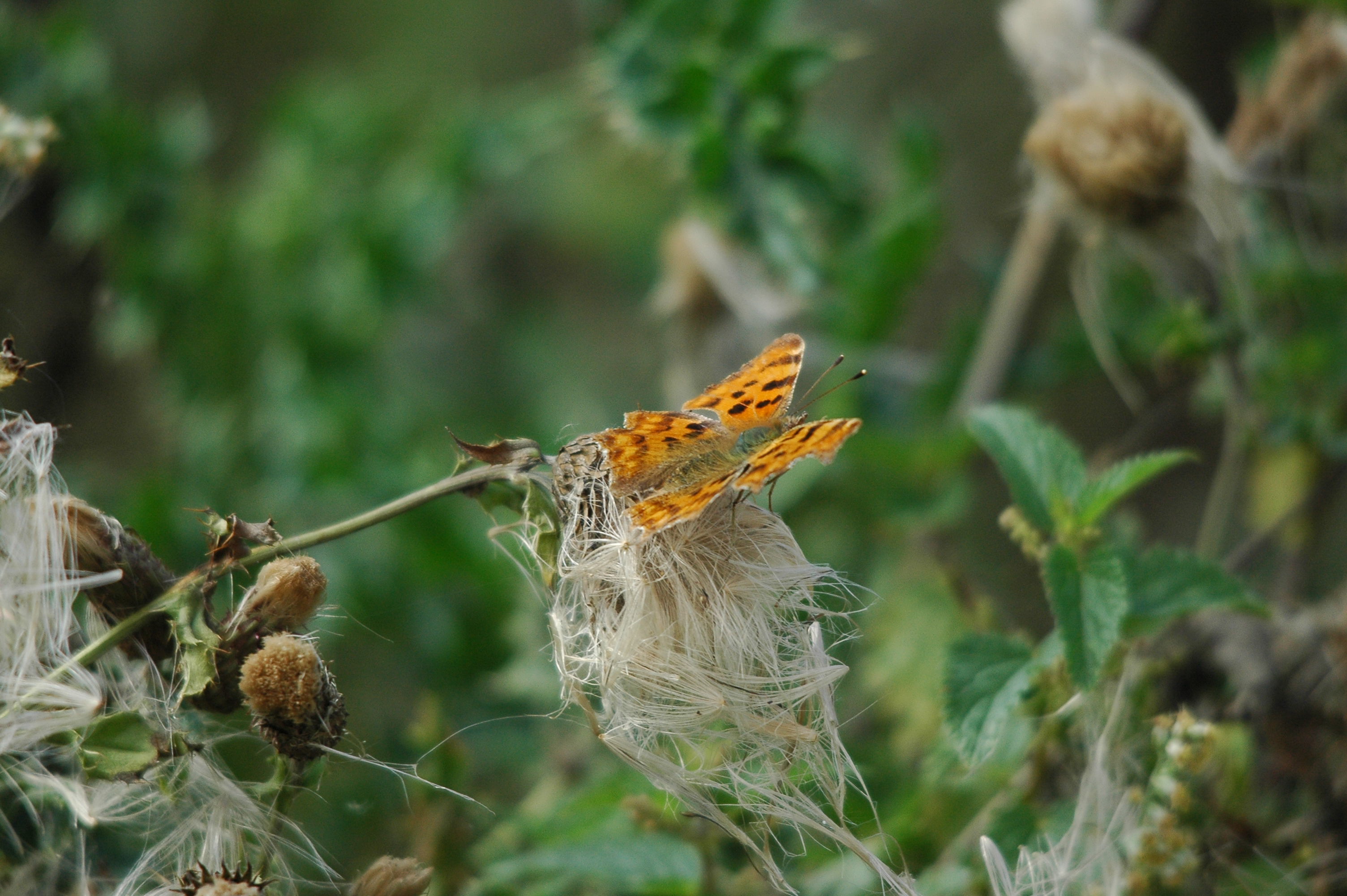 photos/wildlife/Invertebrate_Species/Butterflies/Comma/dsc_2980.jpg