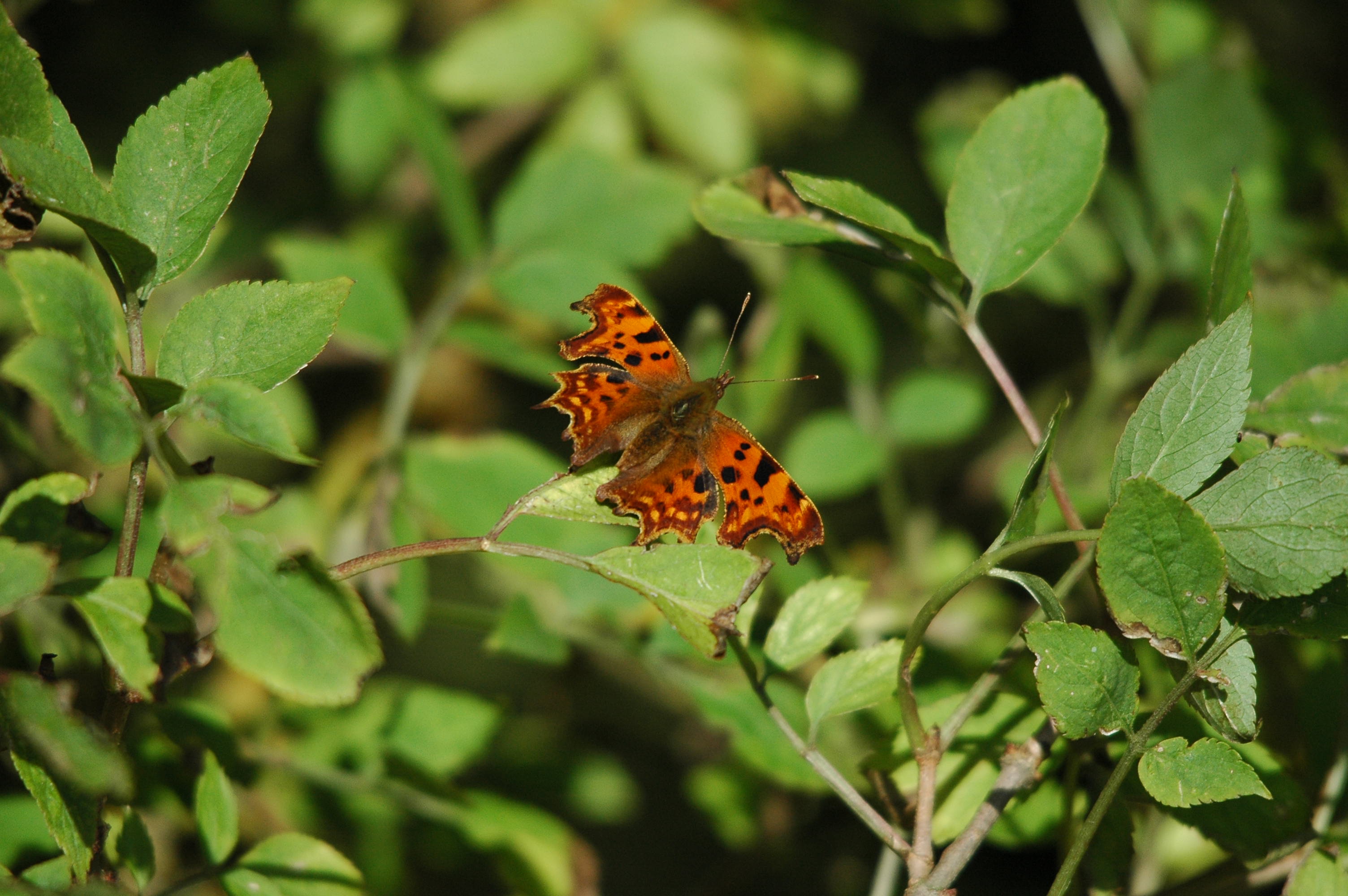 photos/wildlife/Invertebrate_Species/Butterflies/Comma/dsc_3458.jpg